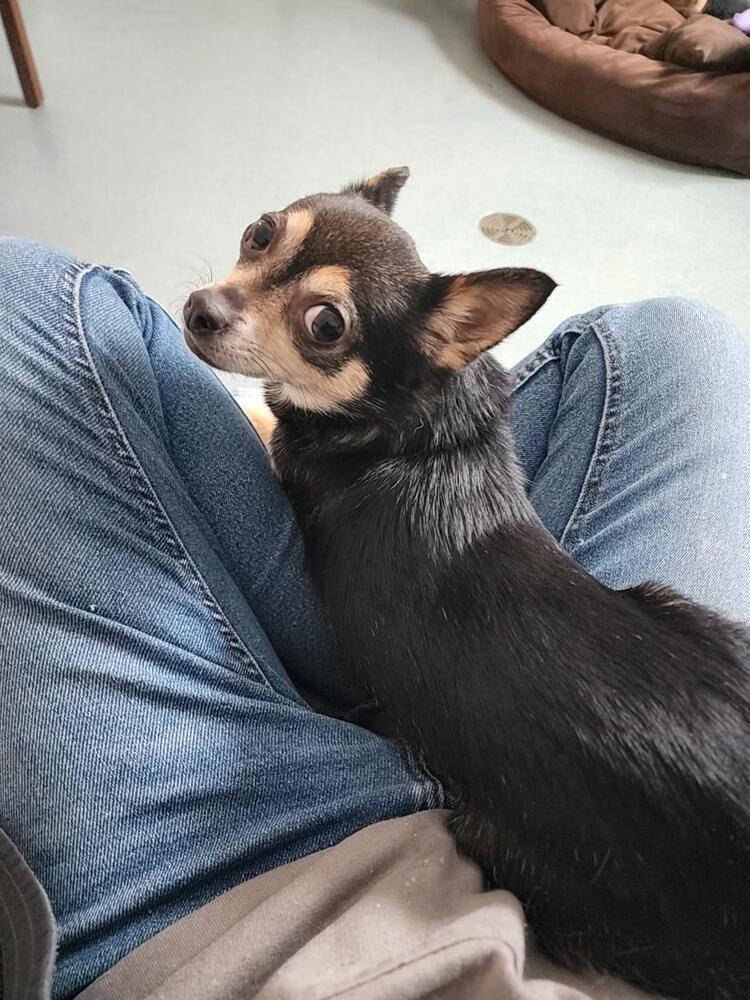 Kita, Adoptable, Adult Female Chihuahua & Pomeranian.