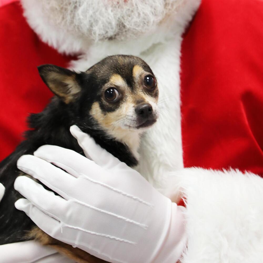 Enlarge Kita, a Adoptable mixed breed in Trenton, ME image 2/2