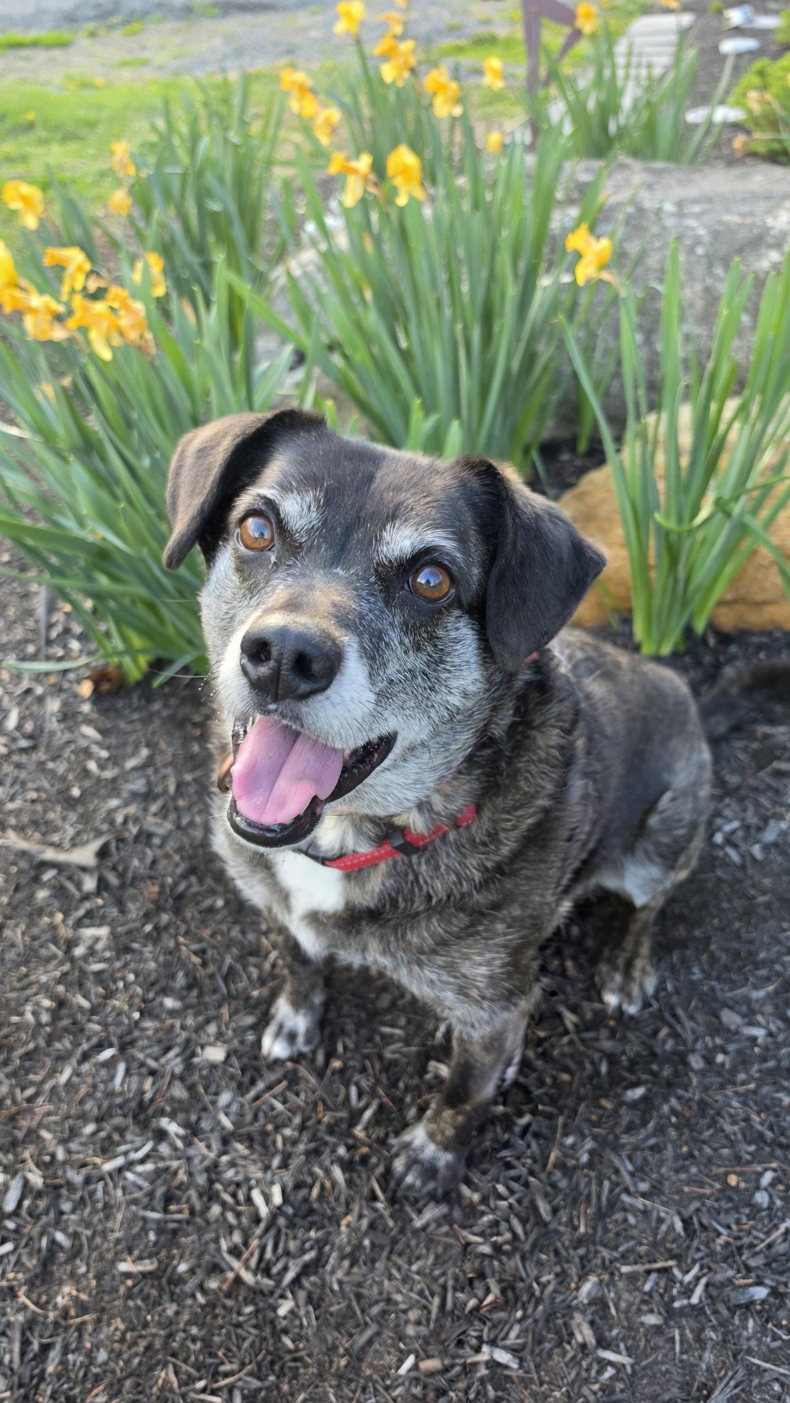 Ollie (Noah) Alabama, a Adoptable mixed breed in Rockaway, NJ image 1/3
