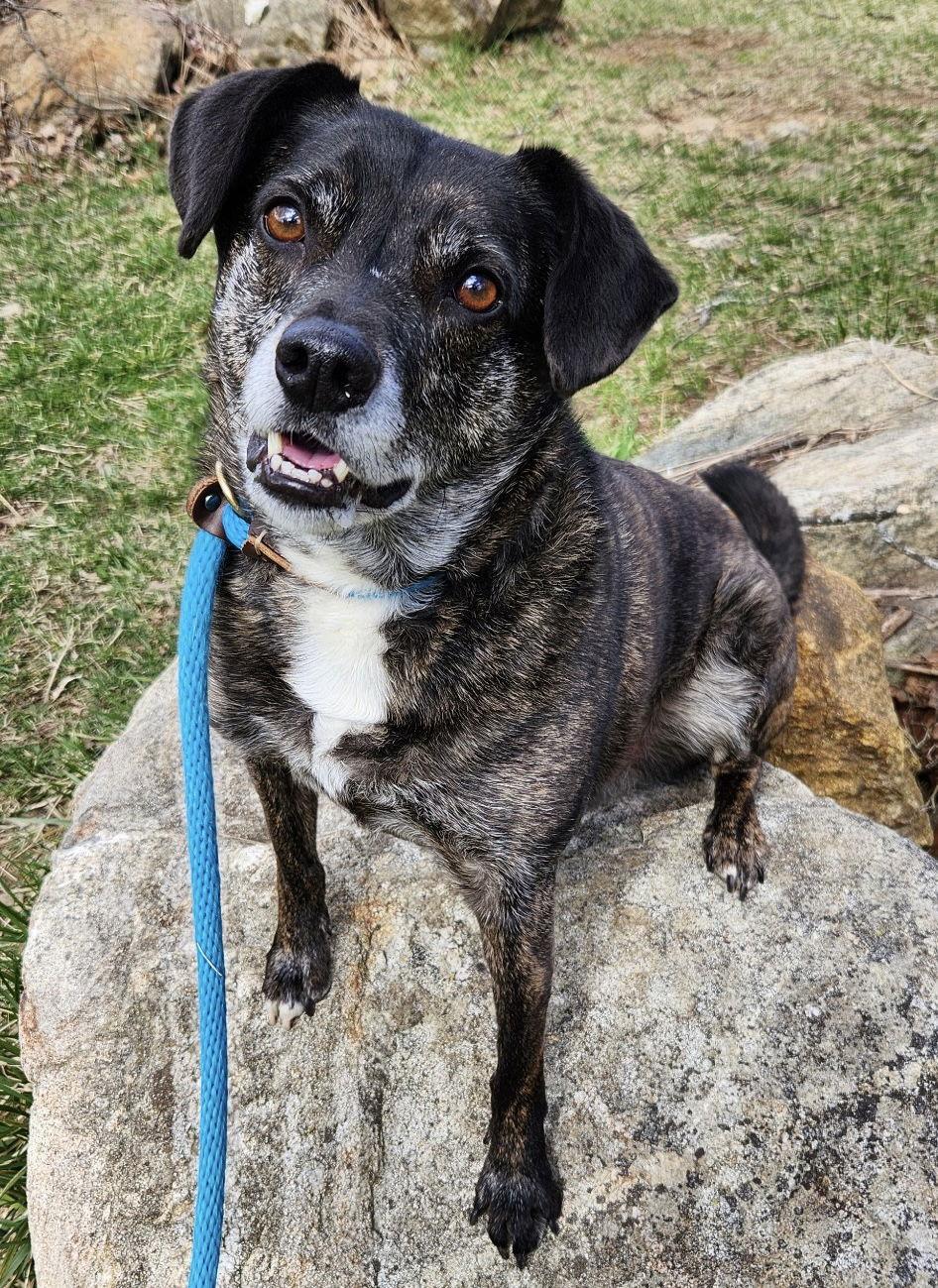 Enlarge Ollie (Noah) Alabama, a Adoptable mixed breed in Rockaway, NJ image 1/3