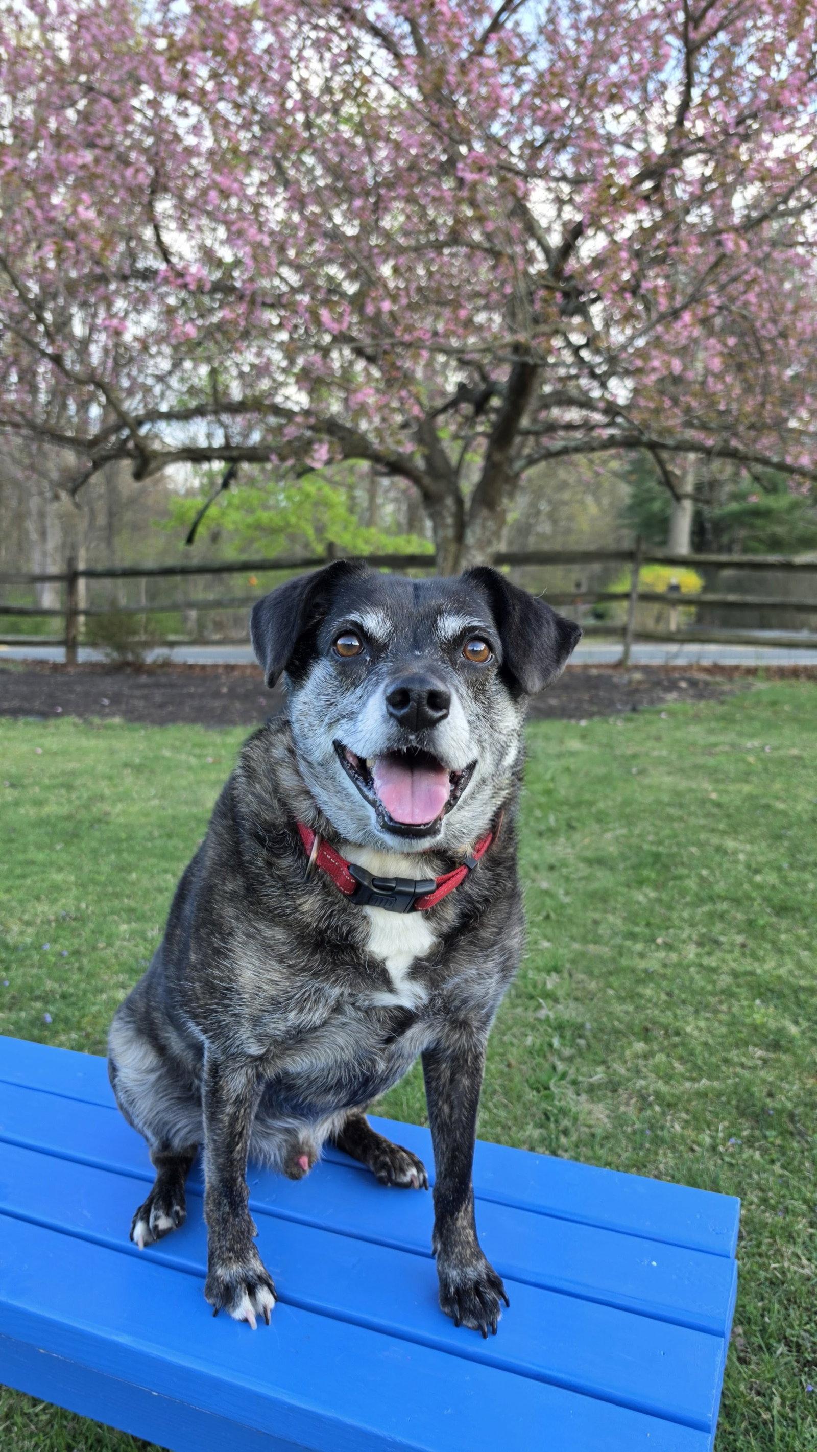 Ollie (Noah) Alabama, a Adoptable mixed breed in Rockaway, NJ image 3/3