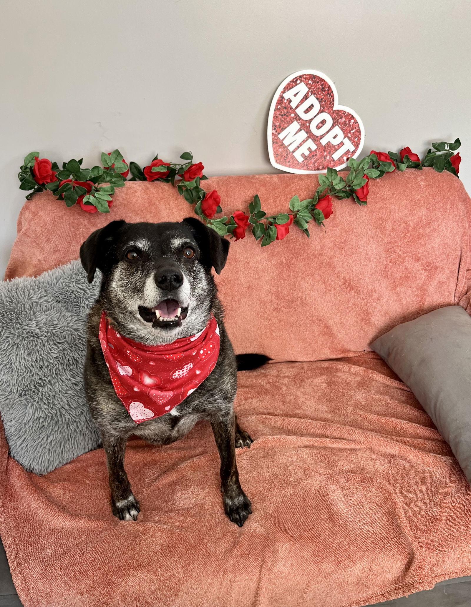 Enlarge Ollie (Noah) Alabama, a Adoptable mixed breed in Rockaway, NJ image 2/3