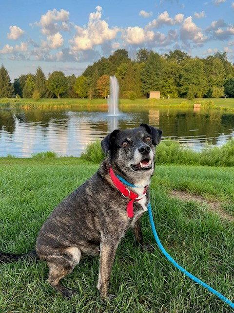 Enlarge Ollie (Noah) Alabama, a Adoptable mixed breed in Rockaway, NJ image 3/3