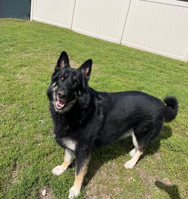 Kobe, an adoptable German Shepherd Dog, Husky in Bellaire, MI, 49615 | Photo Image 1