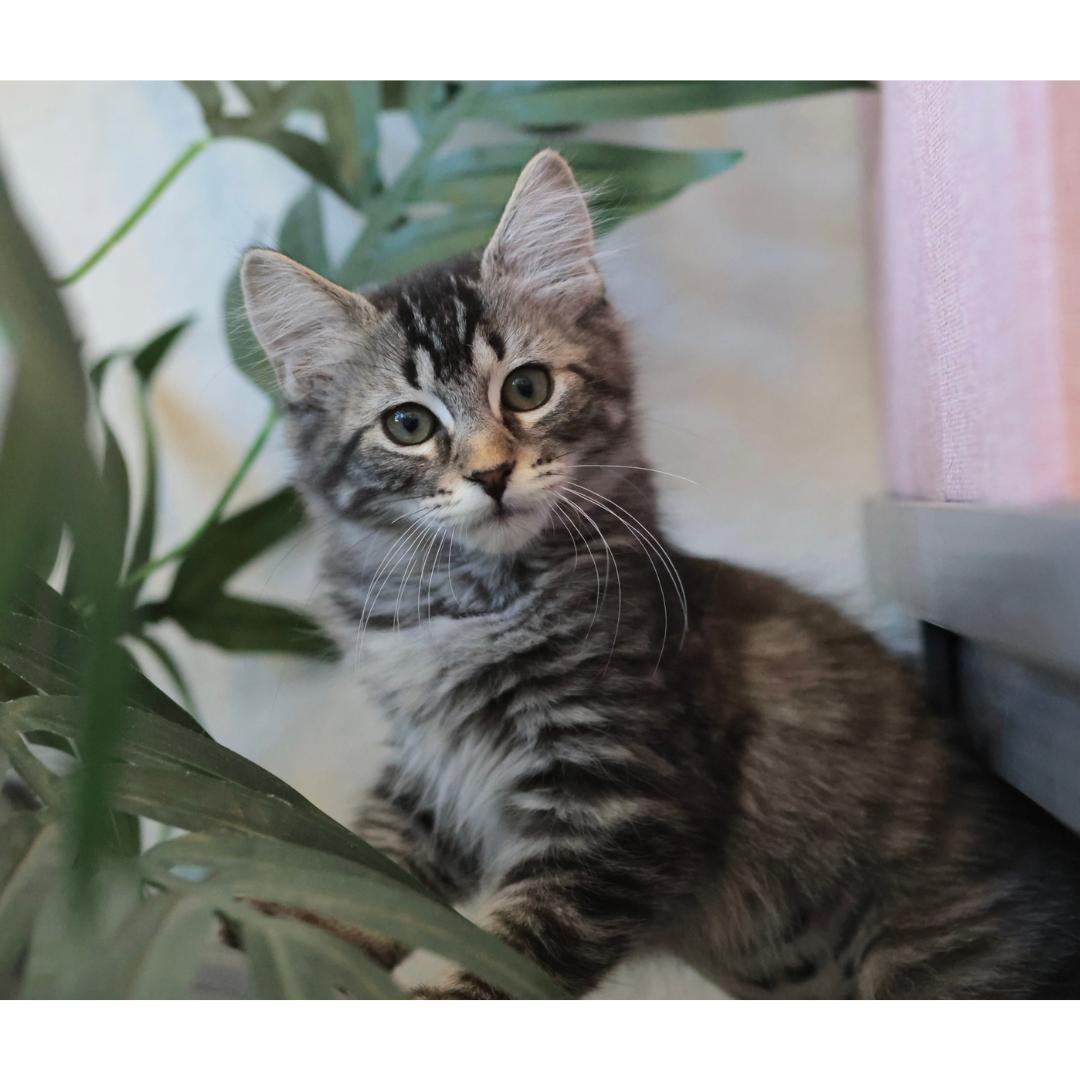 Laverne