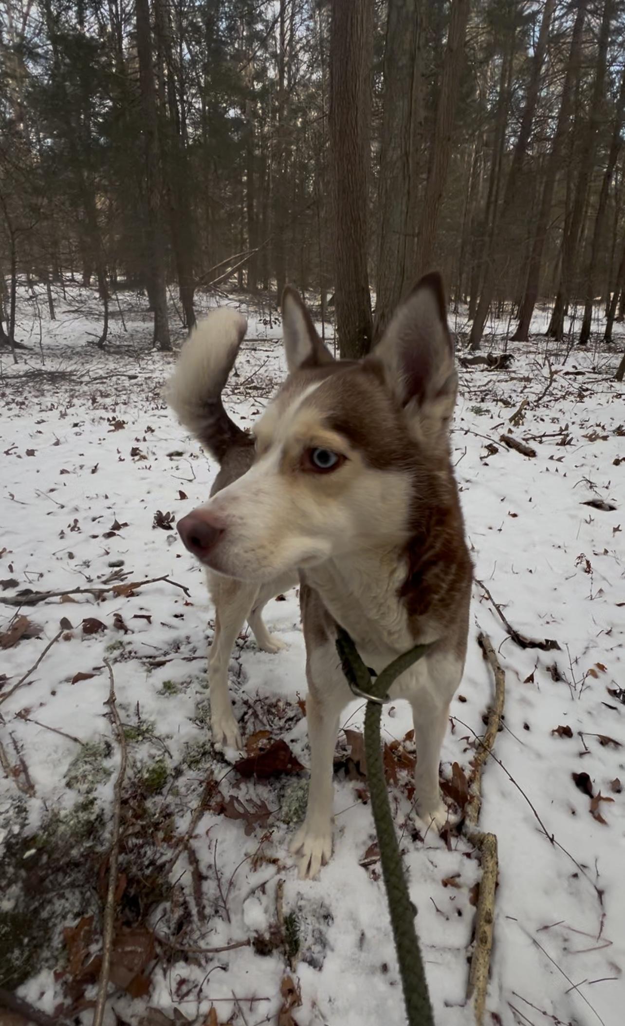 MUFFLER, Adult Female Husky