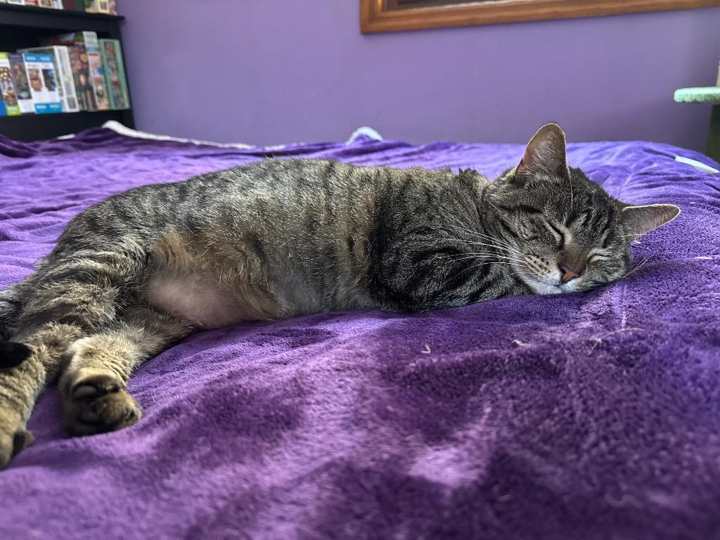 Roxy, Adoptable, Adult Female Domestic Short Hair.