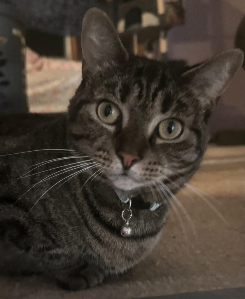 Roxy, Adoptable, Adult Female Domestic Short Hair.