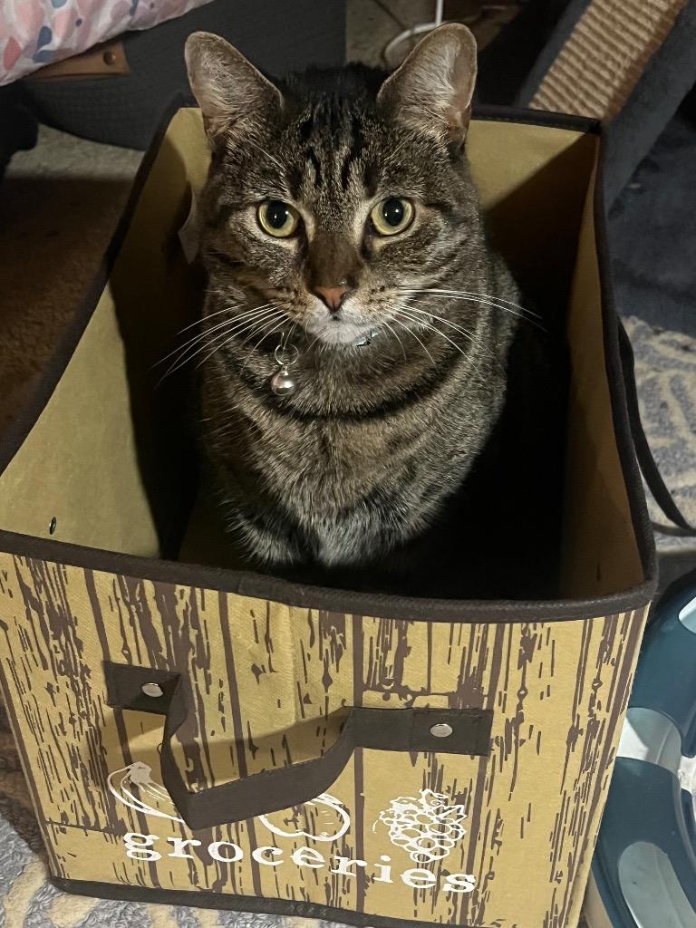 Enlarge Roxy, a Adoptable mixed breed in Hagaman, NY image 3/4