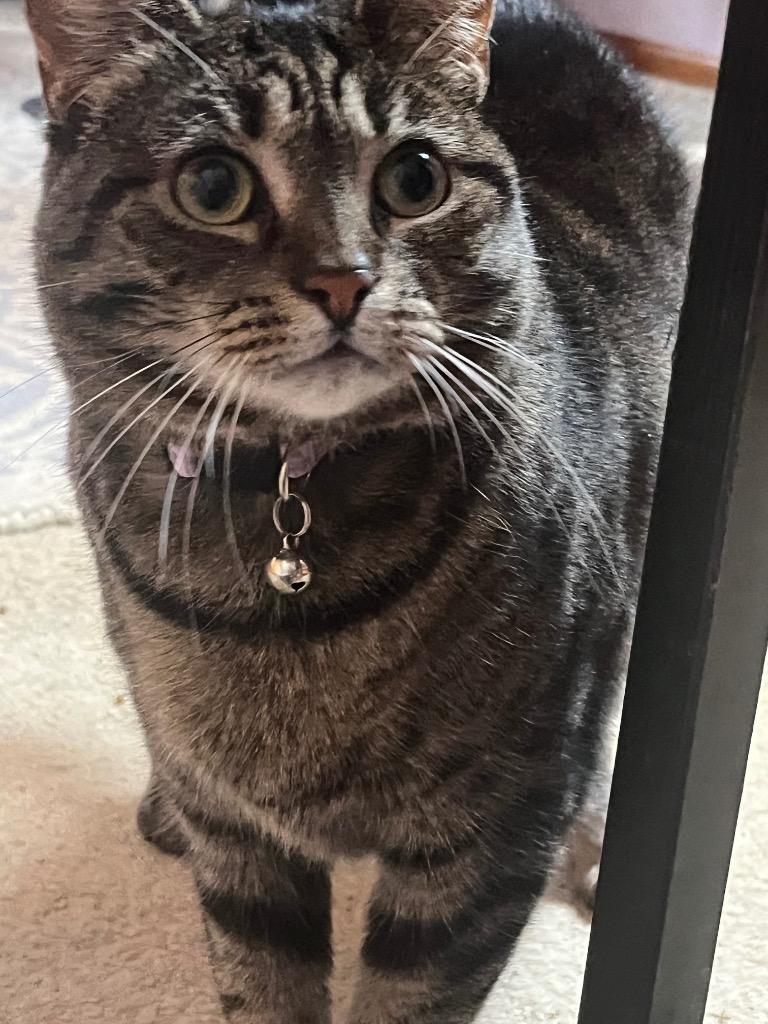 Enlarge Roxy, a Adoptable mixed breed in Hagaman, NY image 4/4