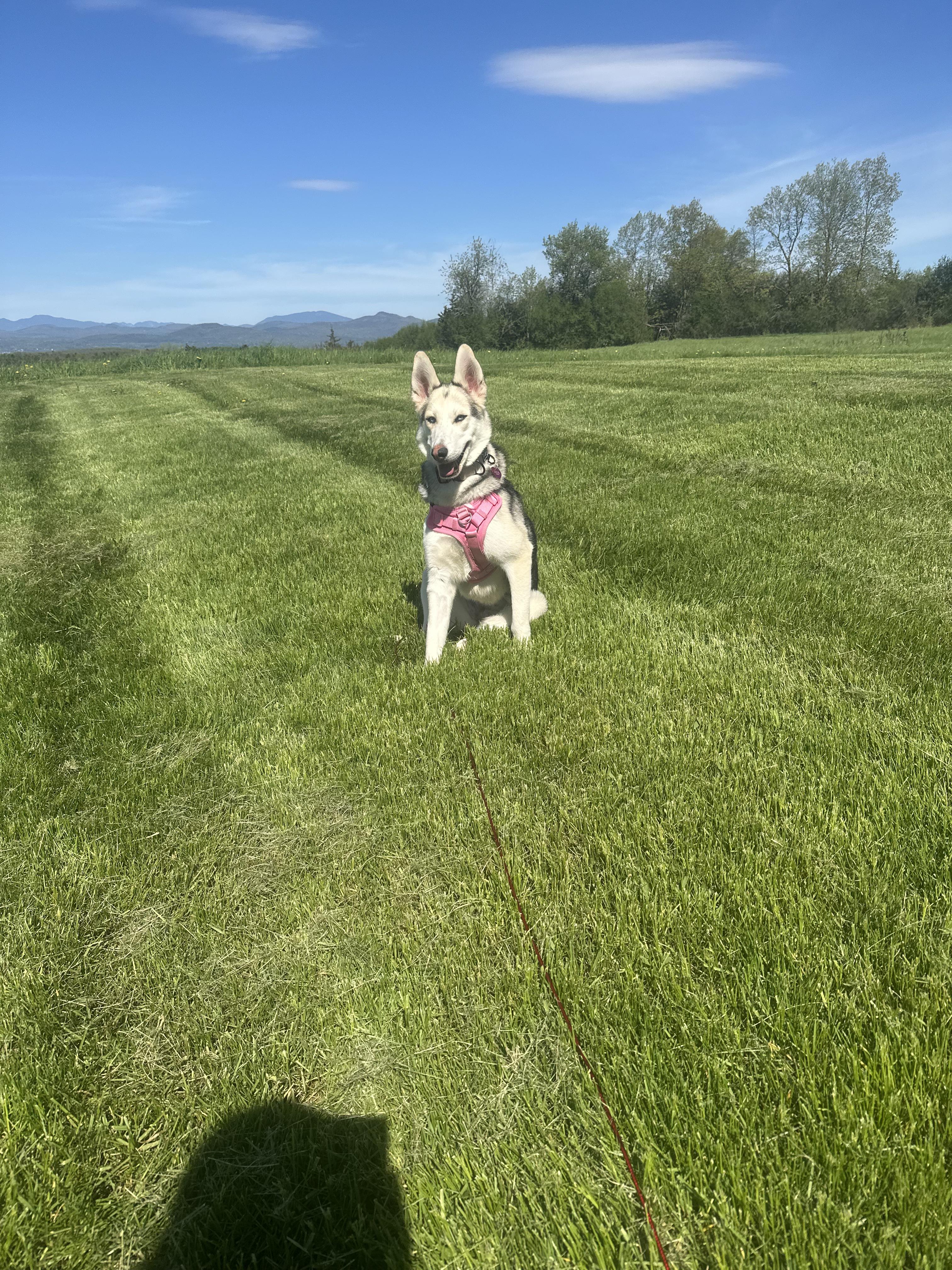 Posie, ADOPTABLE, Adult Female White German Shepherd & Siberian Husky.