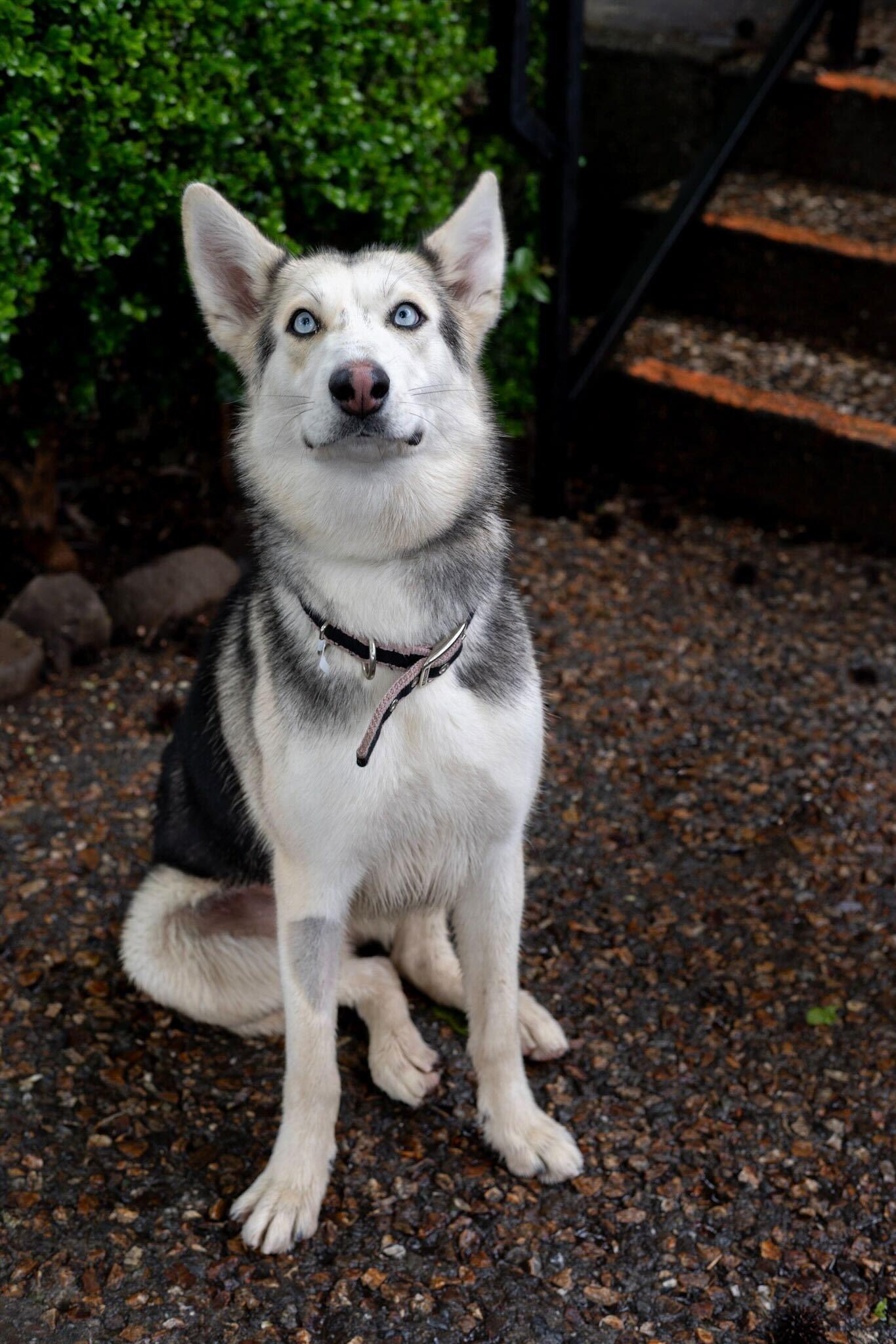 Posie, a ADOPTABLE mixed breed in Addison, VT image 4/6