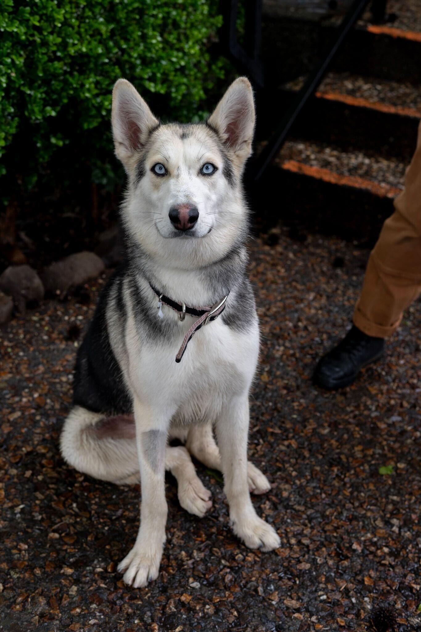 Posie, a ADOPTABLE mixed breed in Addison, VT image 3/6