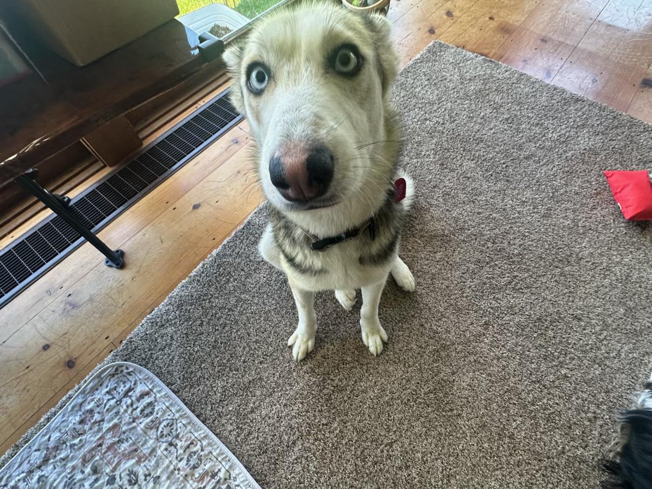 Posie, a ADOPTABLE mixed breed in Addison, VT image 5/6