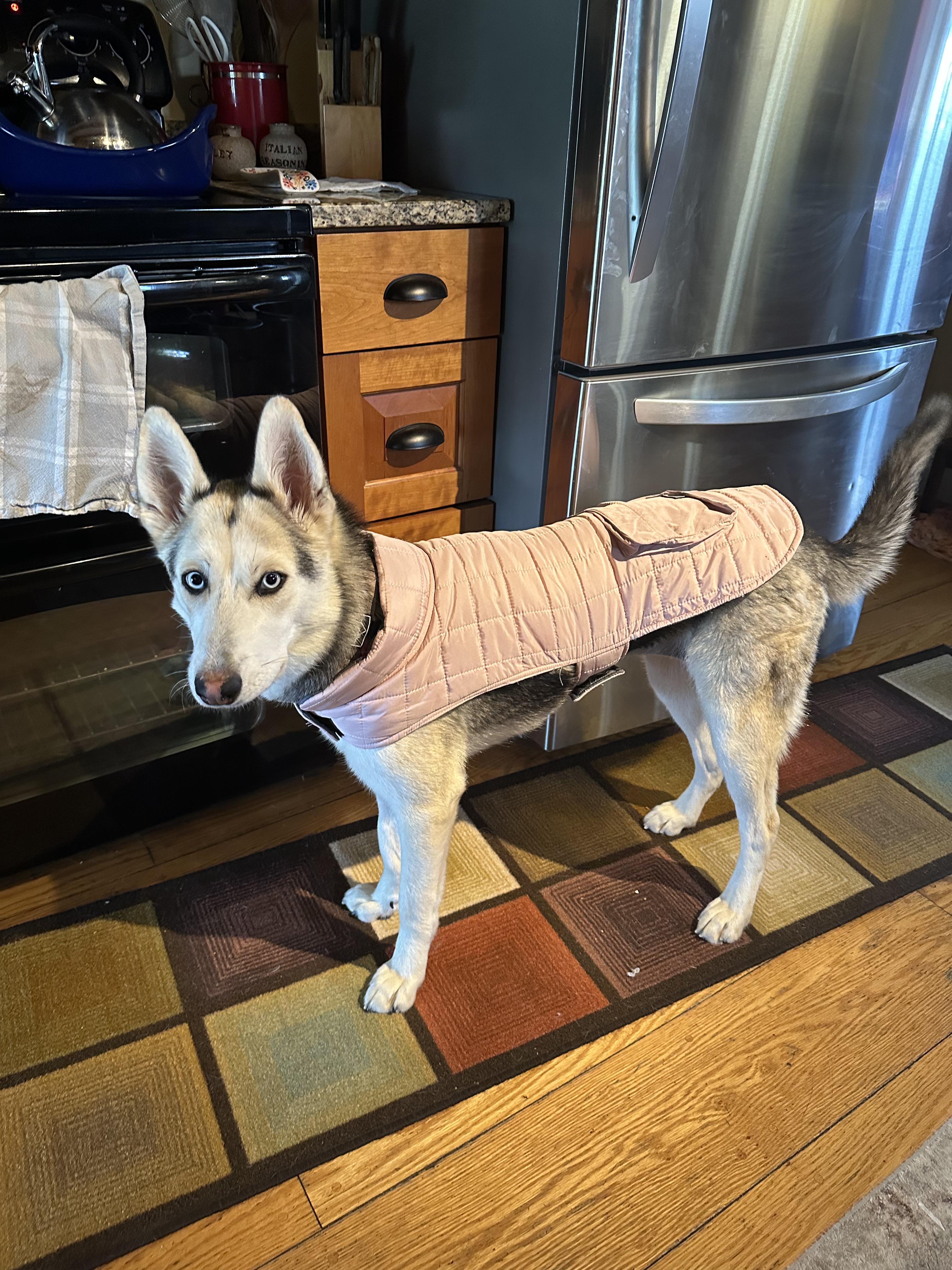 Posie, a ADOPTABLE mixed breed in Addison, VT image 2/6