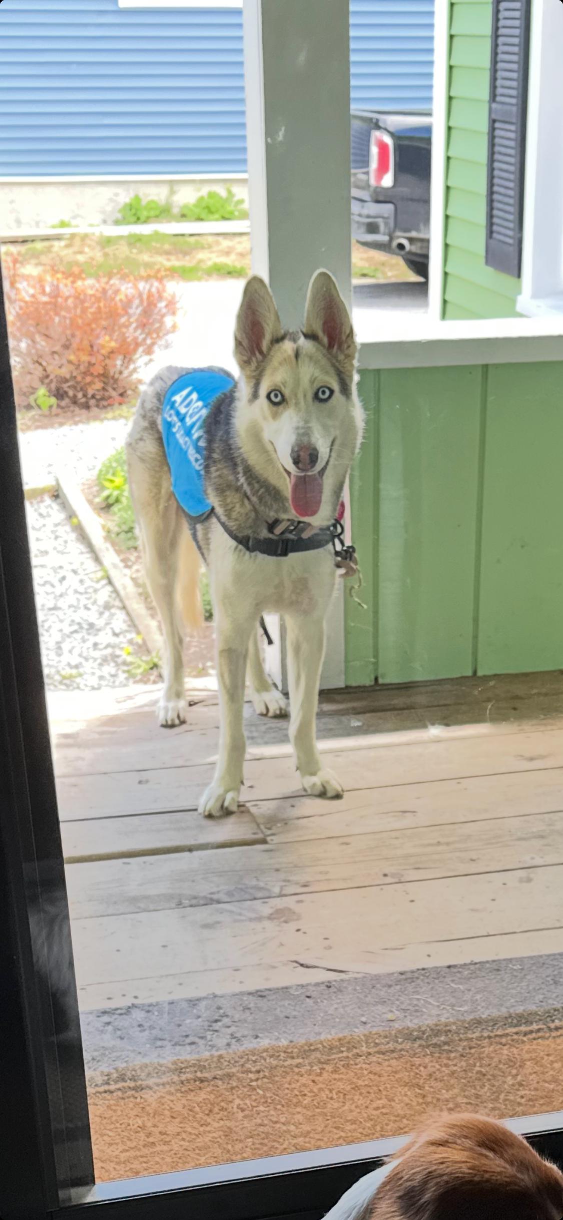 Posie, a ADOPTABLE mixed breed in Addison, VT image 6/6