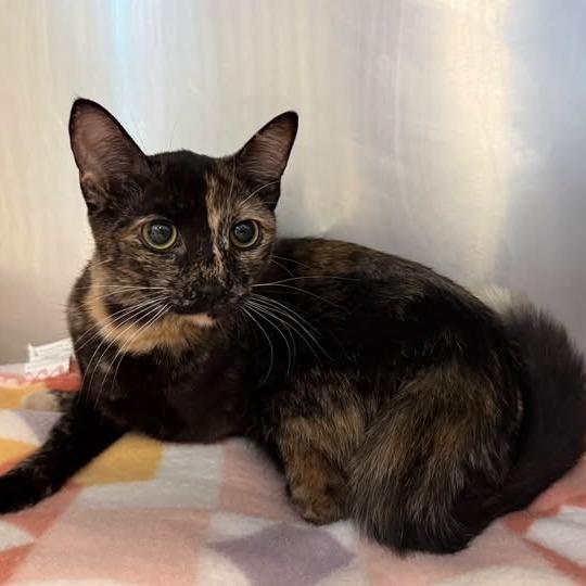26-1384, Adoptable, Kitten Female Domestic Short Hair.