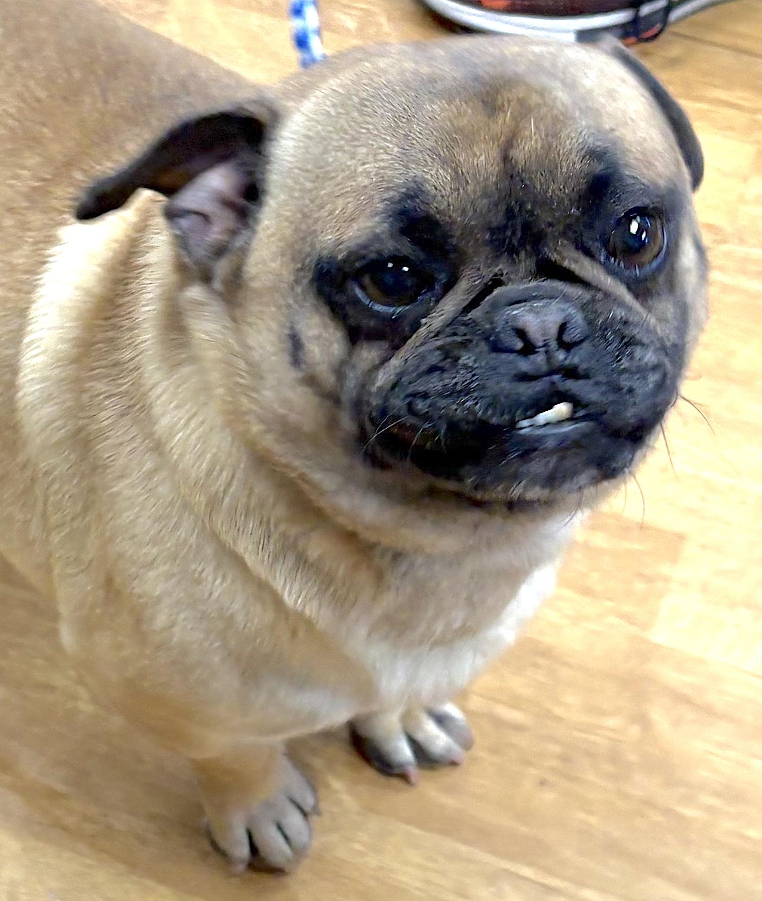 Delmer, ADOPTABLE, Adult Male Pug.