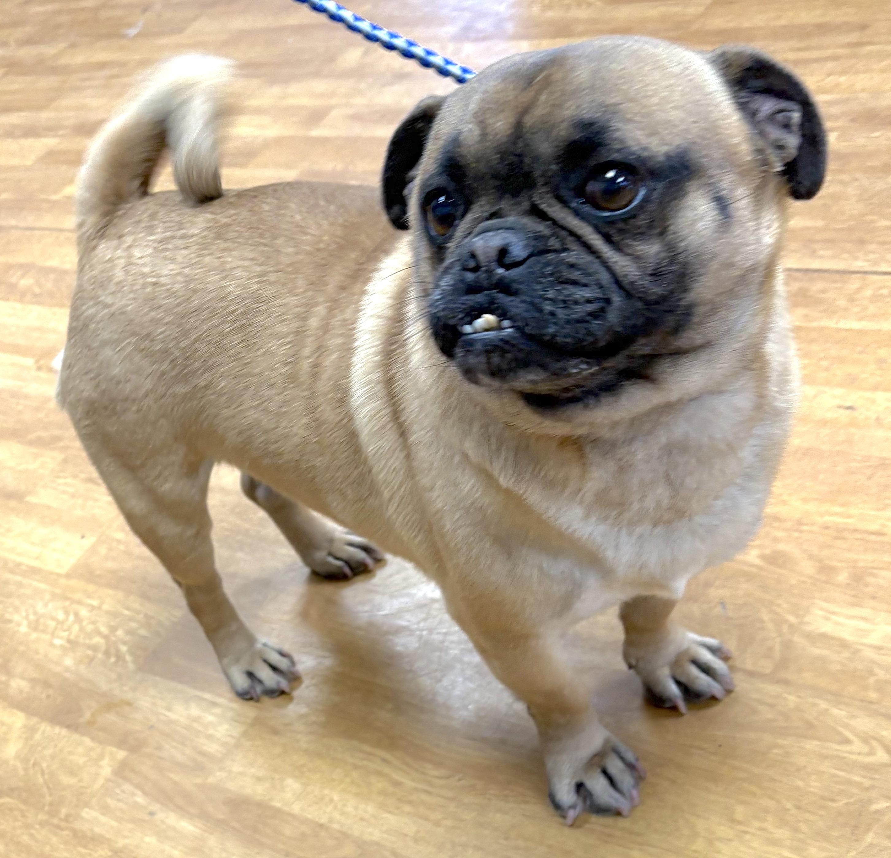 Enlarge Delmer, a ADOPTABLE Pug in Mount Airy, NC image 2/5