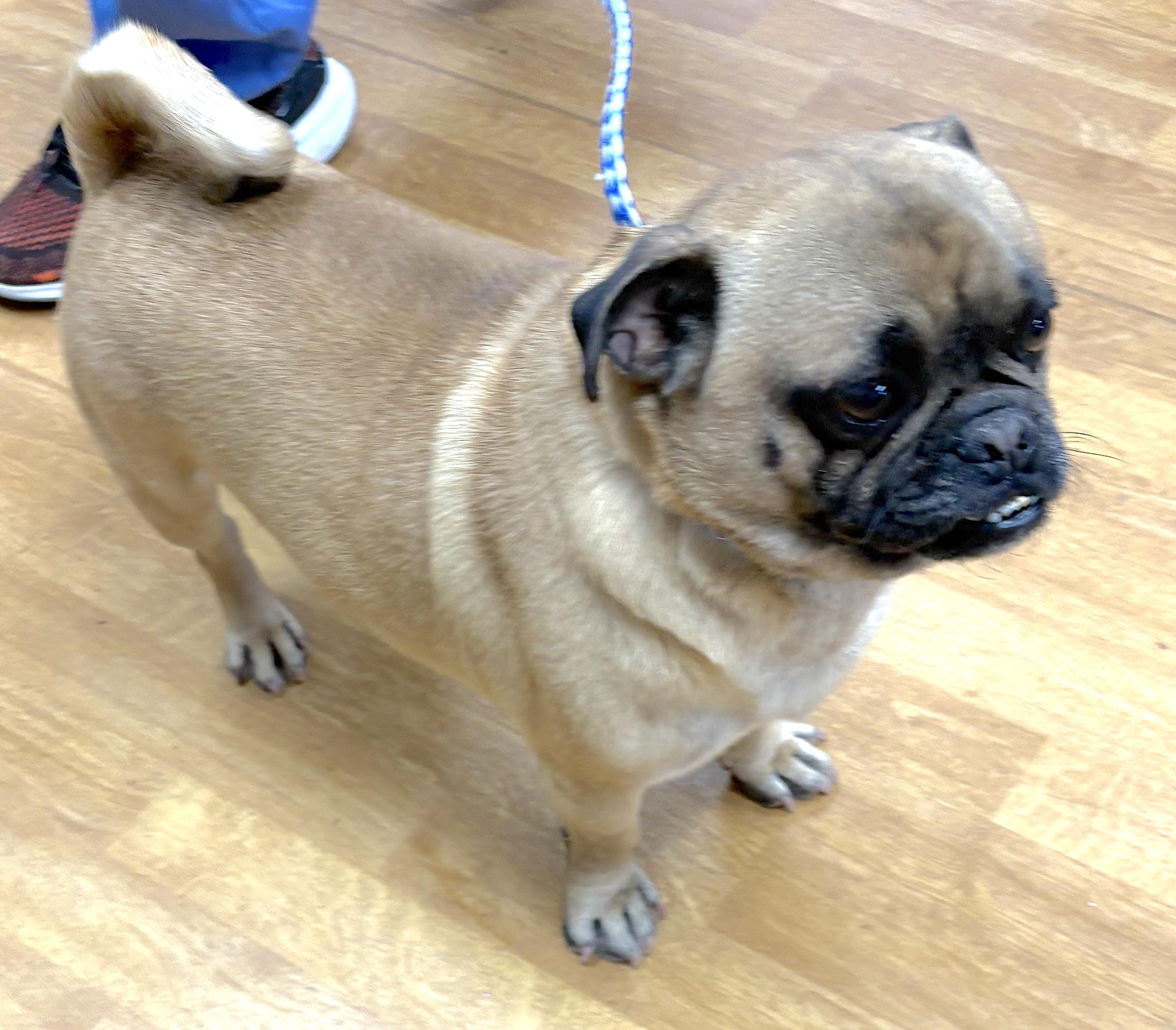 Enlarge Delmer, a ADOPTABLE Pug in Mount Airy, NC image 3/5