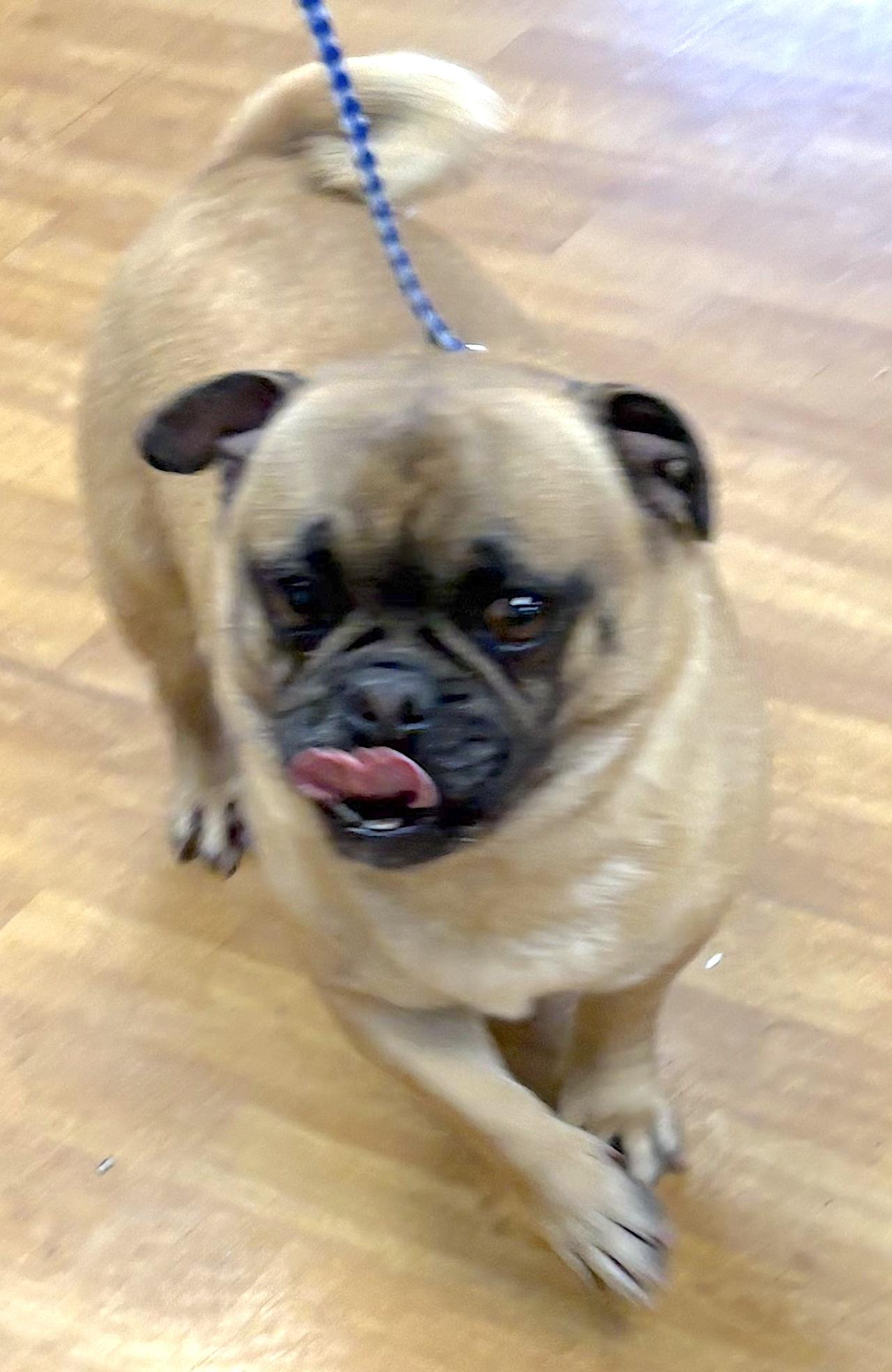 Enlarge Delmer, a ADOPTABLE Pug in Mount Airy, NC image 5/5