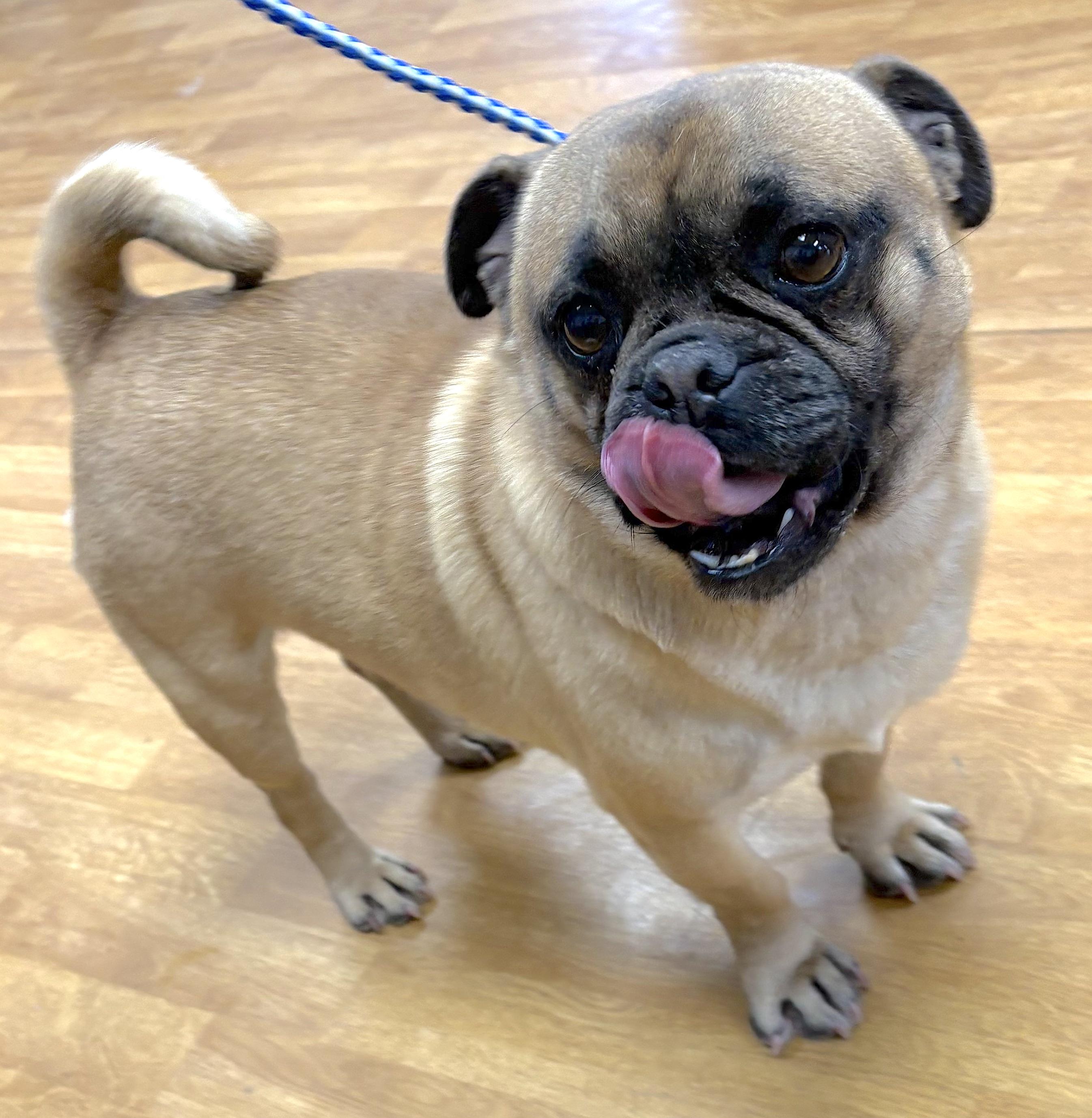 Enlarge Delmer, a ADOPTABLE Pug in Mount Airy, NC image 4/5
