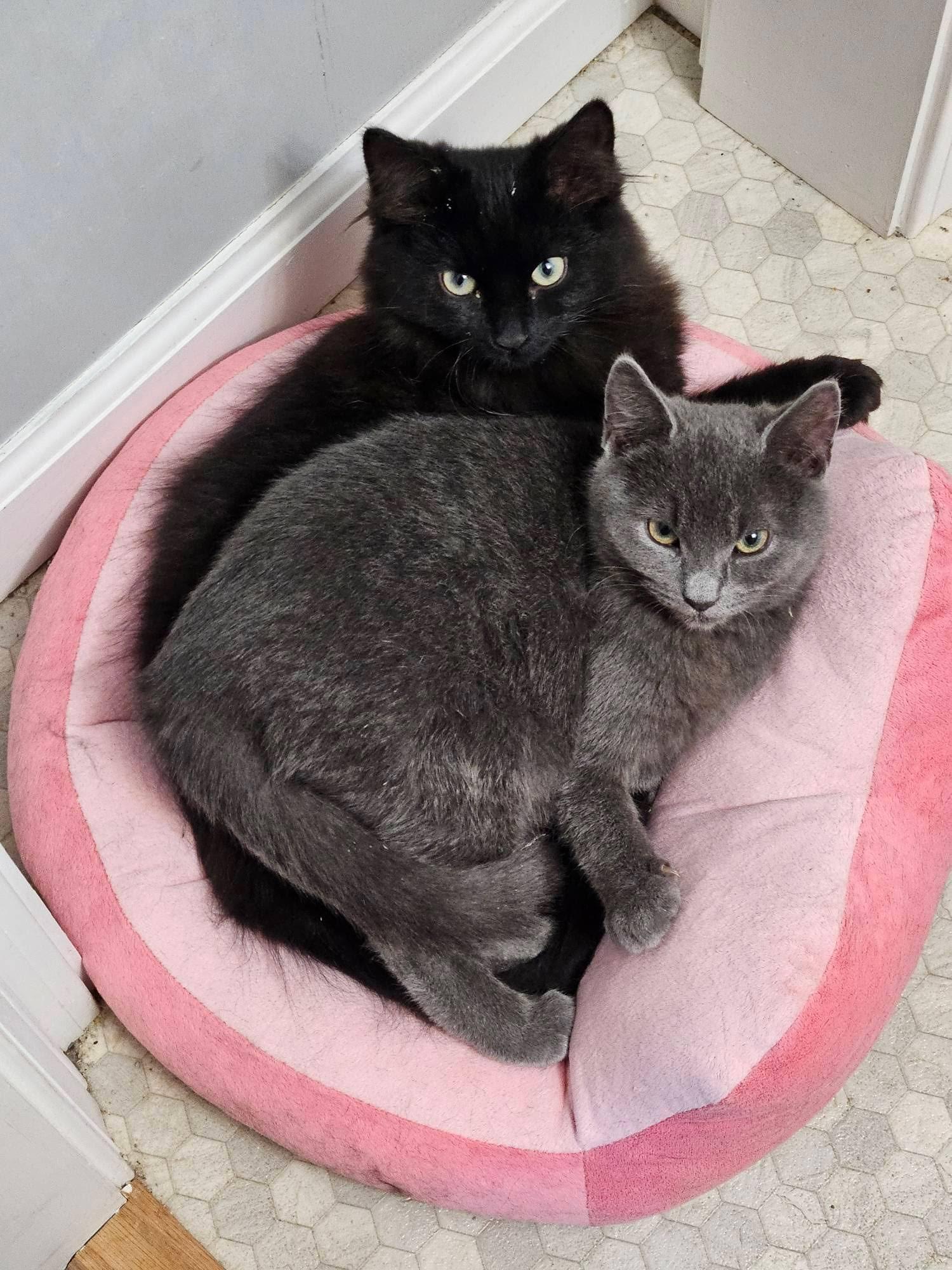 Zelda, a Adoptable Domestic Medium Hair in Maggie Valley, NC image 3/3