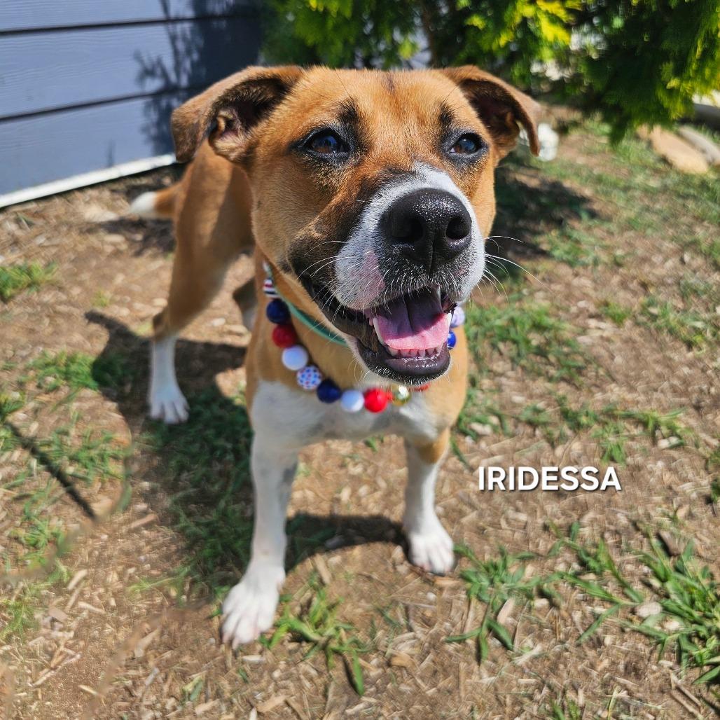 Iridessa, Adoptable, Young Female Shepherd & Mixed Breed.