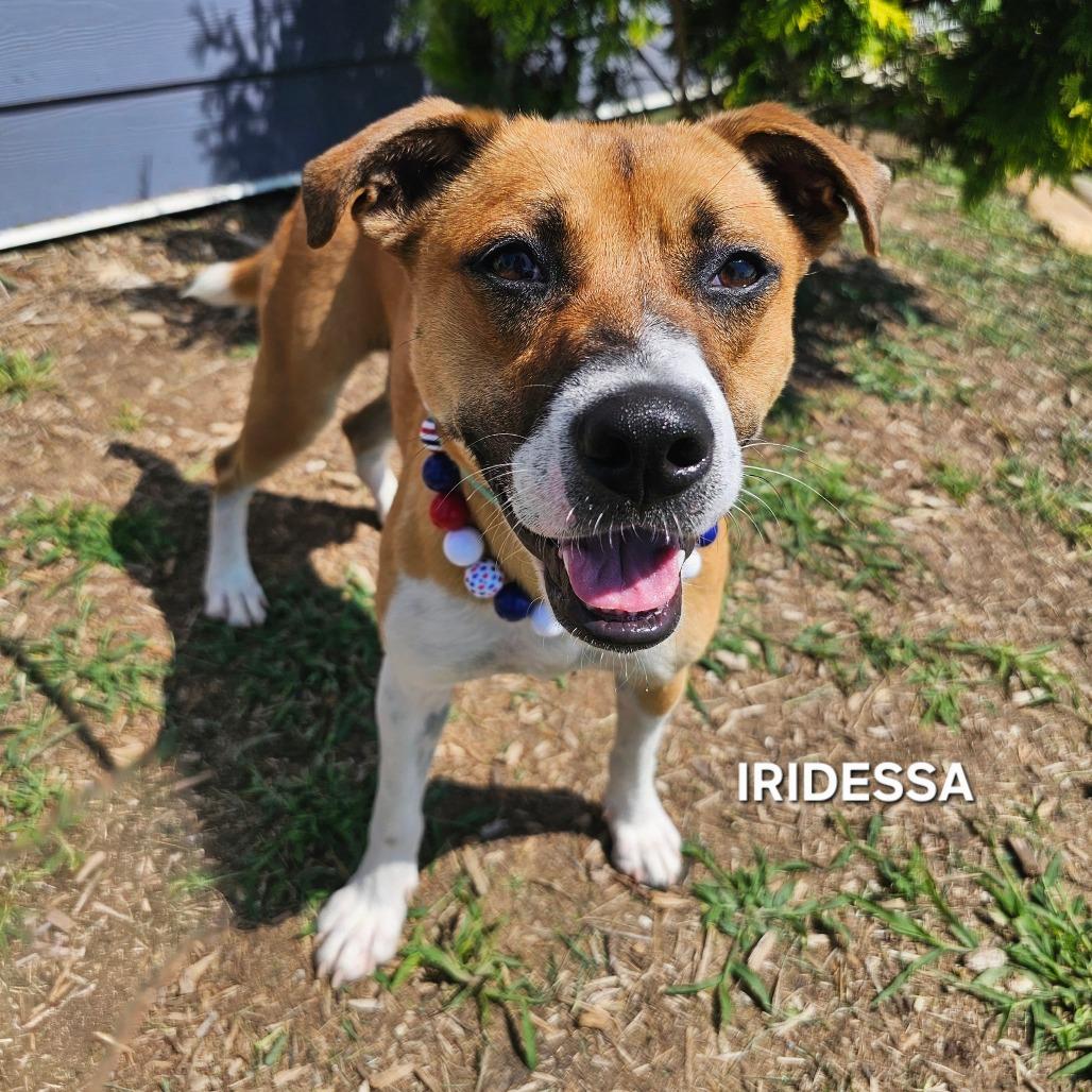 Iridessa, a Adoptable mixed breed in Madisonville, TN image 2/4