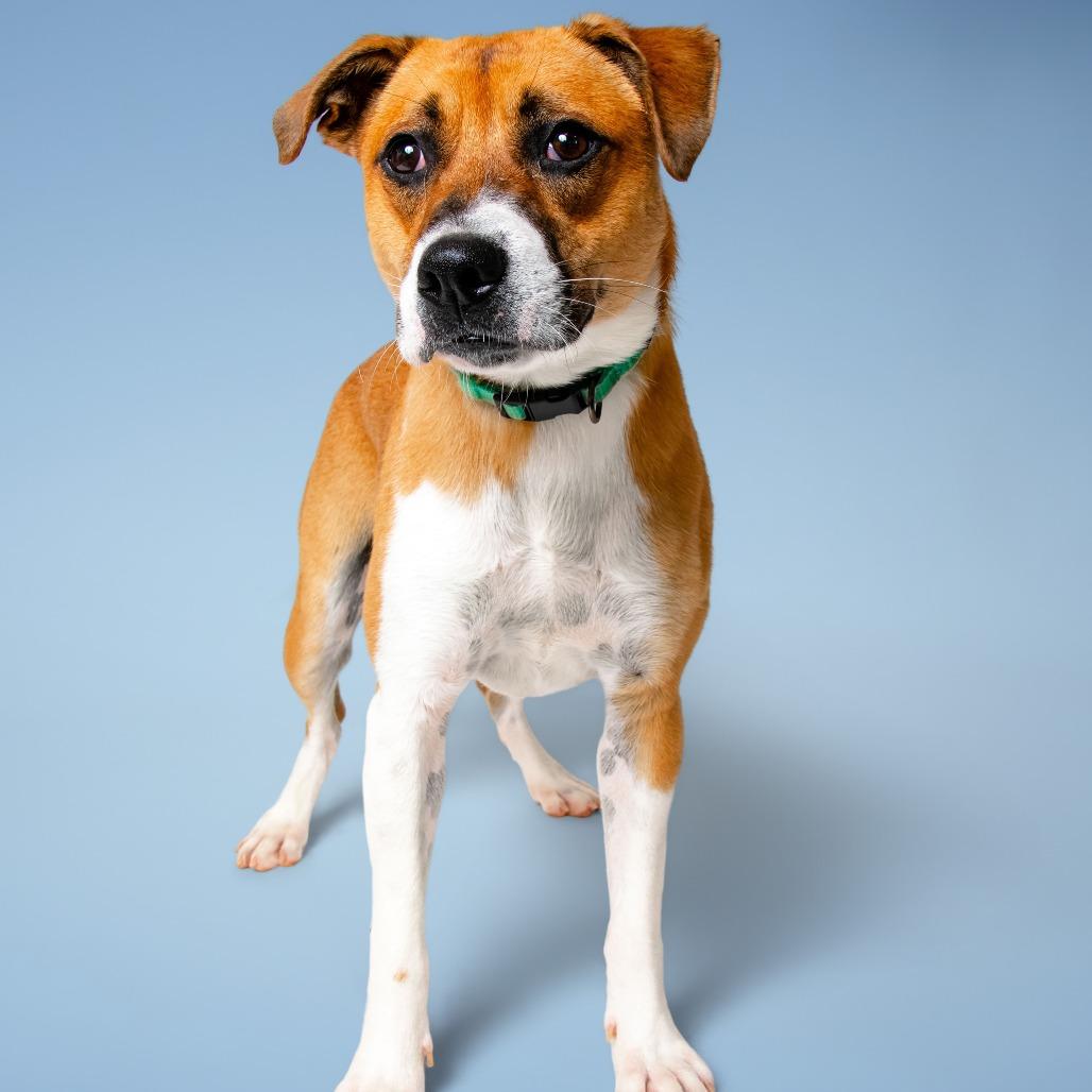 Iridessa, a Adoptable mixed breed in Madisonville, TN image 3/4