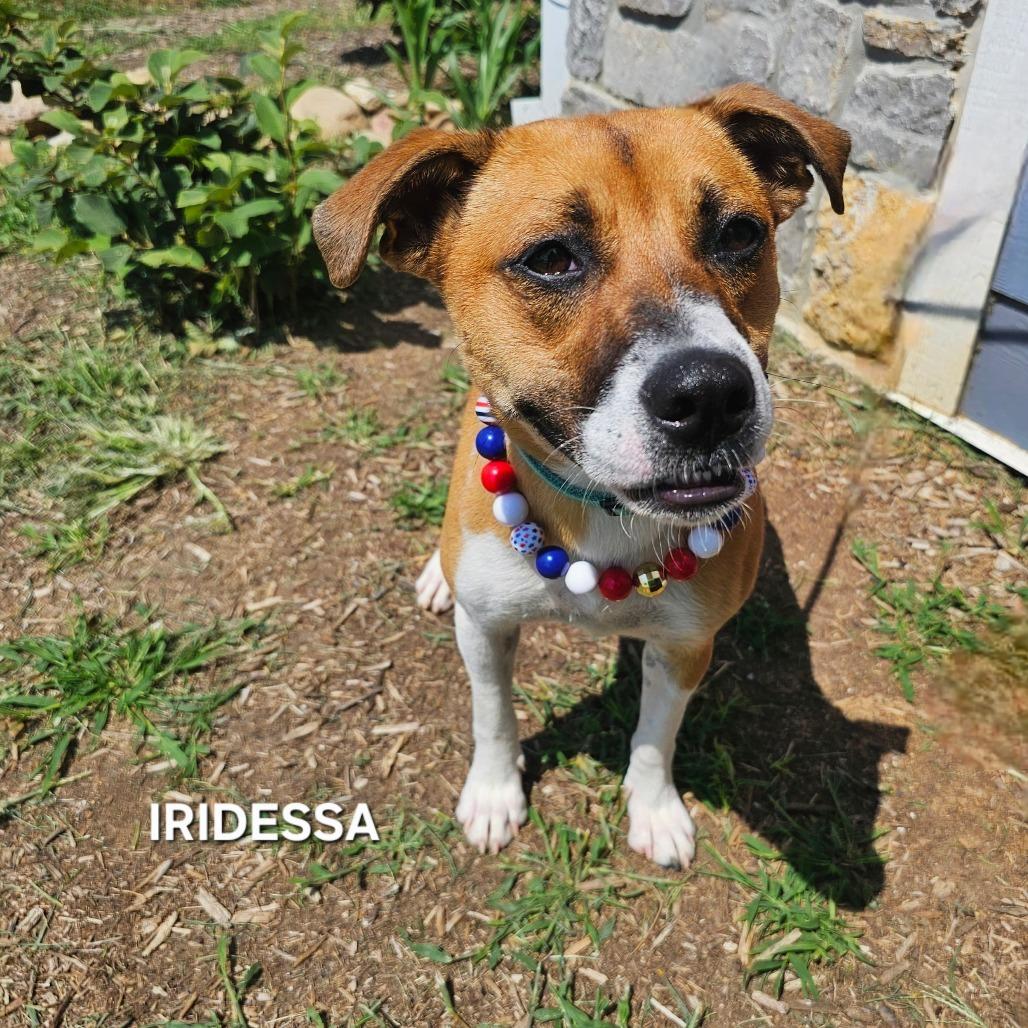 Iridessa, a Adoptable mixed breed in Madisonville, TN image 4/4