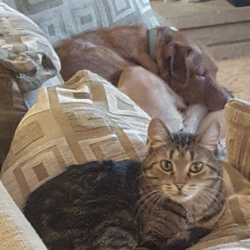 Enlarge Kasima, a Adoptable Domestic Short Hair in Springfield, IL image 1/12