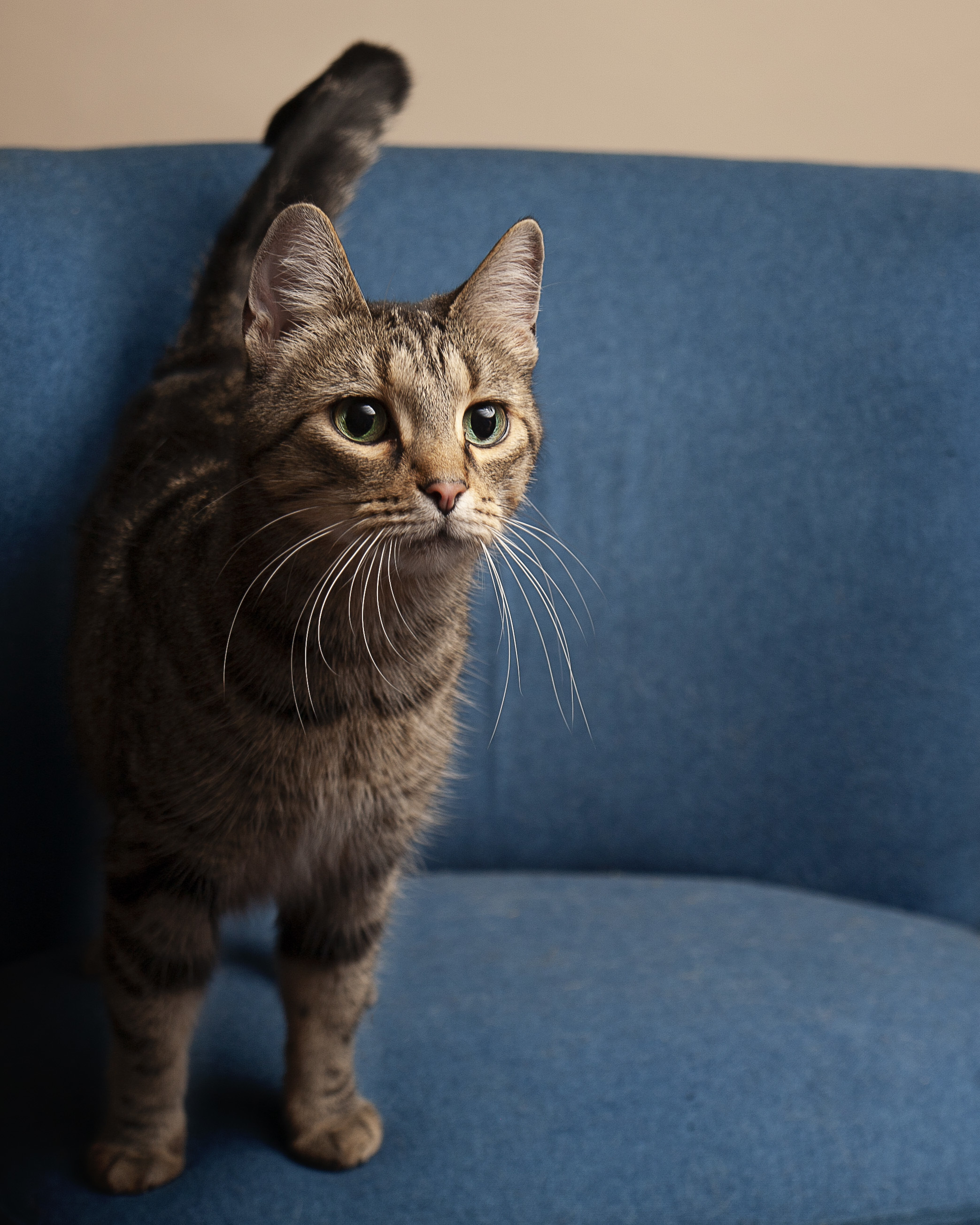 Enlarge Kasima, a Adoptable Domestic Short Hair in Springfield, IL image 2/12