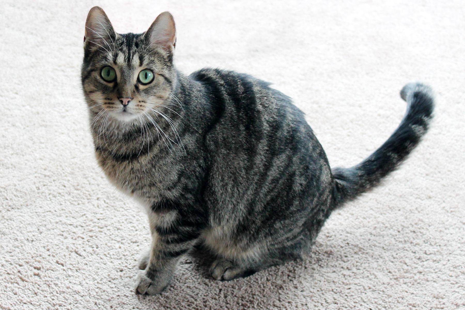 Enlarge Kasima, a Adoptable Domestic Short Hair in Springfield, IL image 3/12