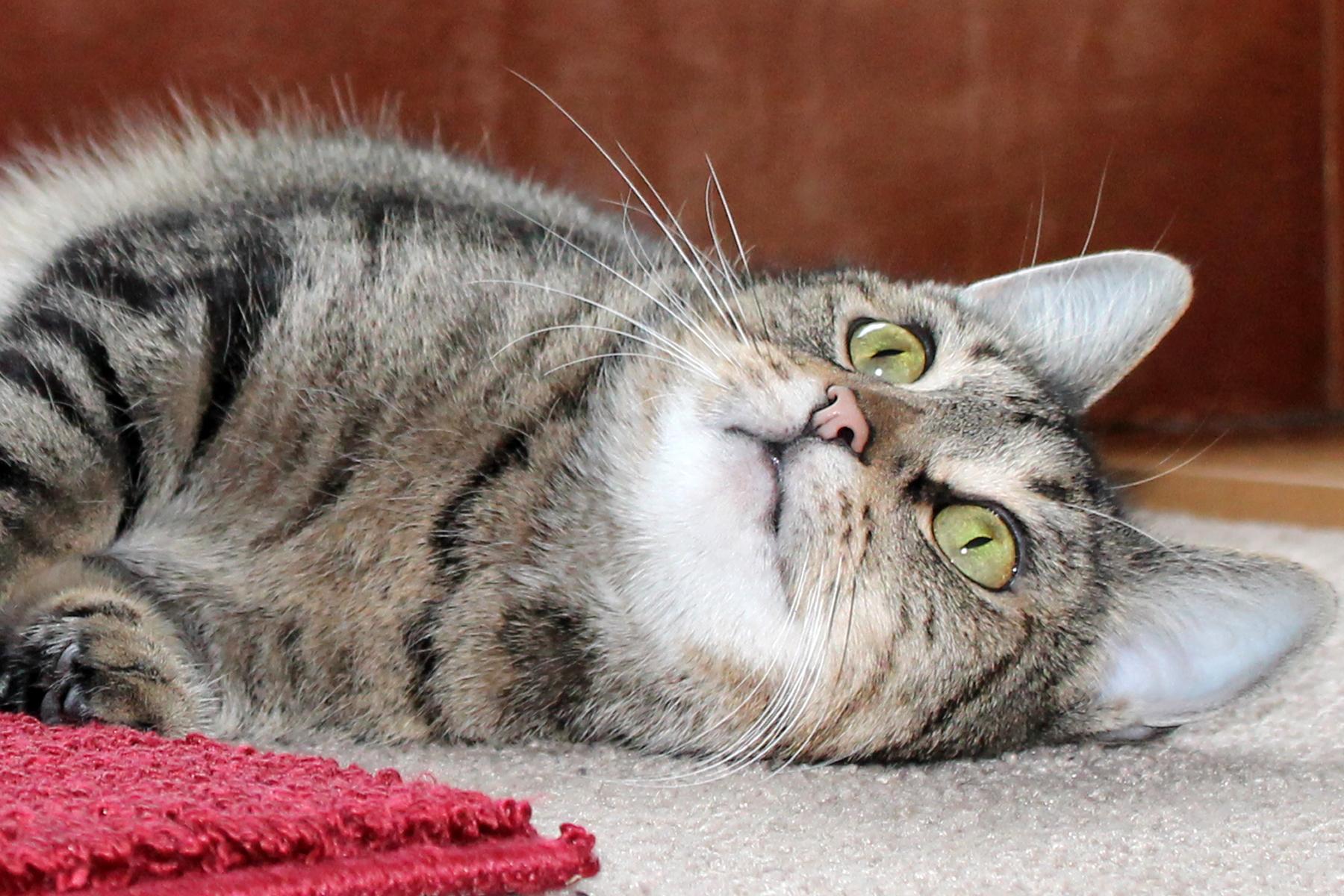 Enlarge Kasima, a Adoptable Domestic Short Hair in Springfield, IL image 5/12