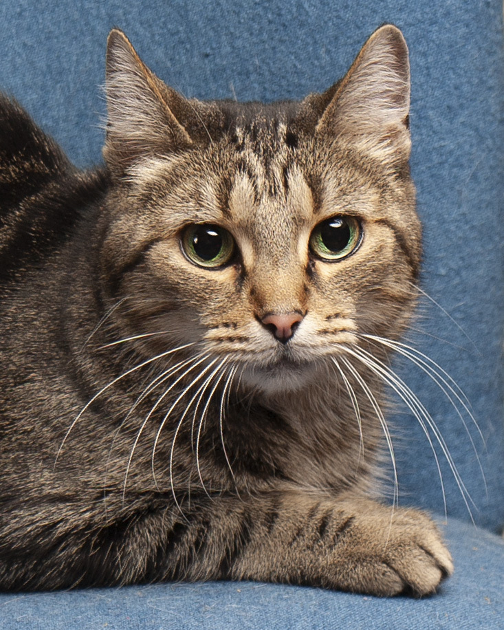 Enlarge Kasima, a Adoptable Domestic Short Hair in Springfield, IL image 6/12