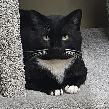 Chaplin, Adoptable, Adult Male Domestic Short Hair.