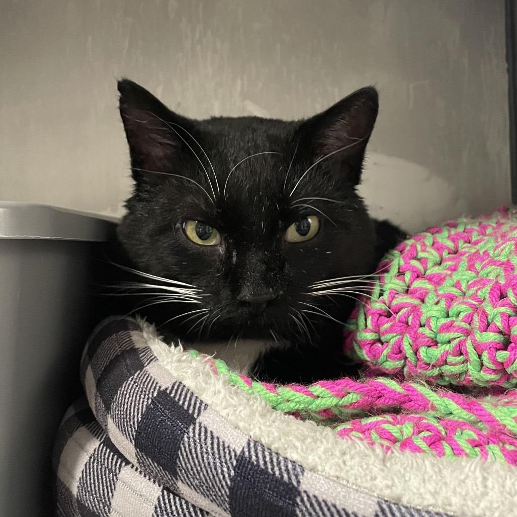 Enlarge Chaplin, a Adoptable Domestic Short Hair in Edwardsville, IL image 2/6