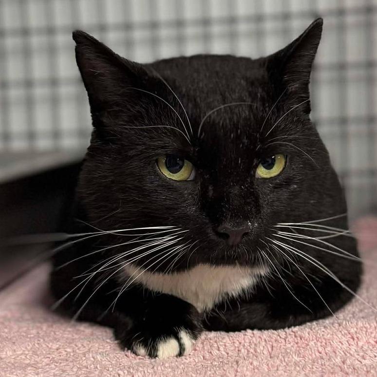 Enlarge Chaplin, a Adoptable Domestic Short Hair in Edwardsville, IL image 3/6