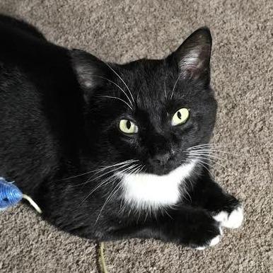 Enlarge Chaplin, a Adoptable Domestic Short Hair in Edwardsville, IL image 4/6