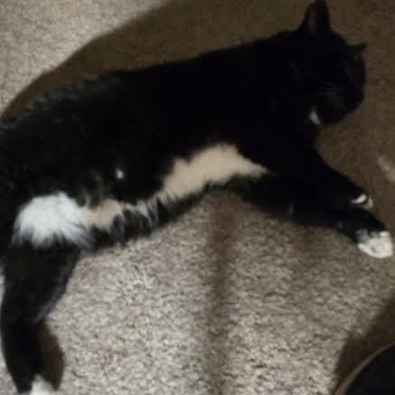 Enlarge Chaplin, a Adoptable Domestic Short Hair in Edwardsville, IL image 5/6