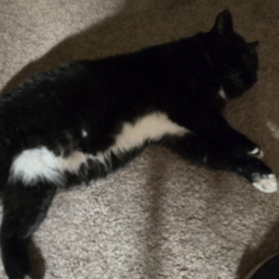 Enlarge Chaplin, a Adoptable Domestic Short Hair in Edwardsville, IL image 6/6