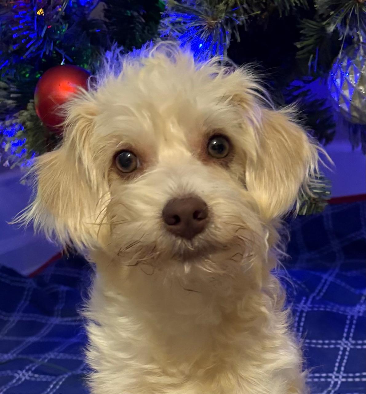 Petey, a Adoptable mixed breed in Atlanta, GA image 1/5