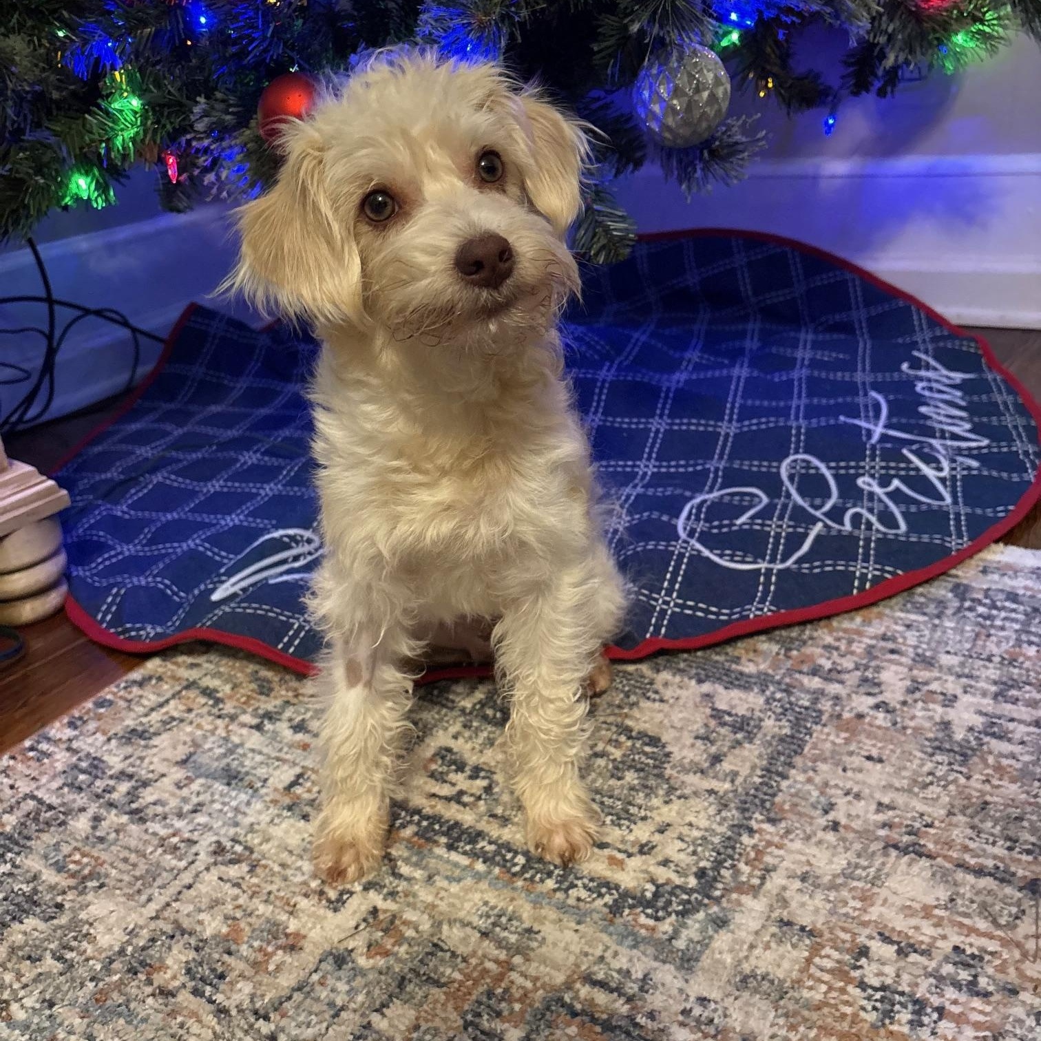 Petey, a Adoptable mixed breed in Atlanta, GA image 4/5