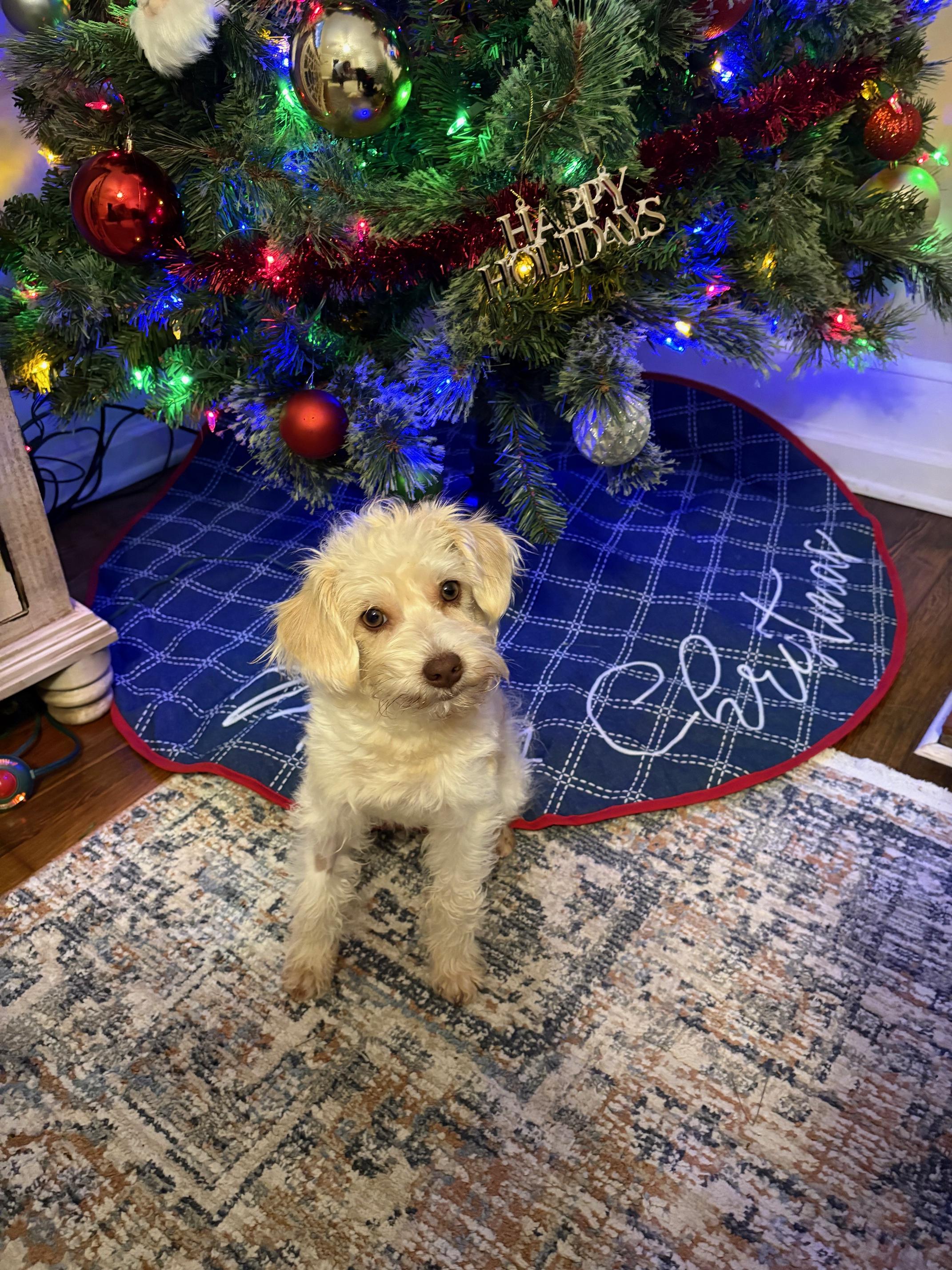 Petey, a Adoptable mixed breed in Atlanta, GA image 5/5