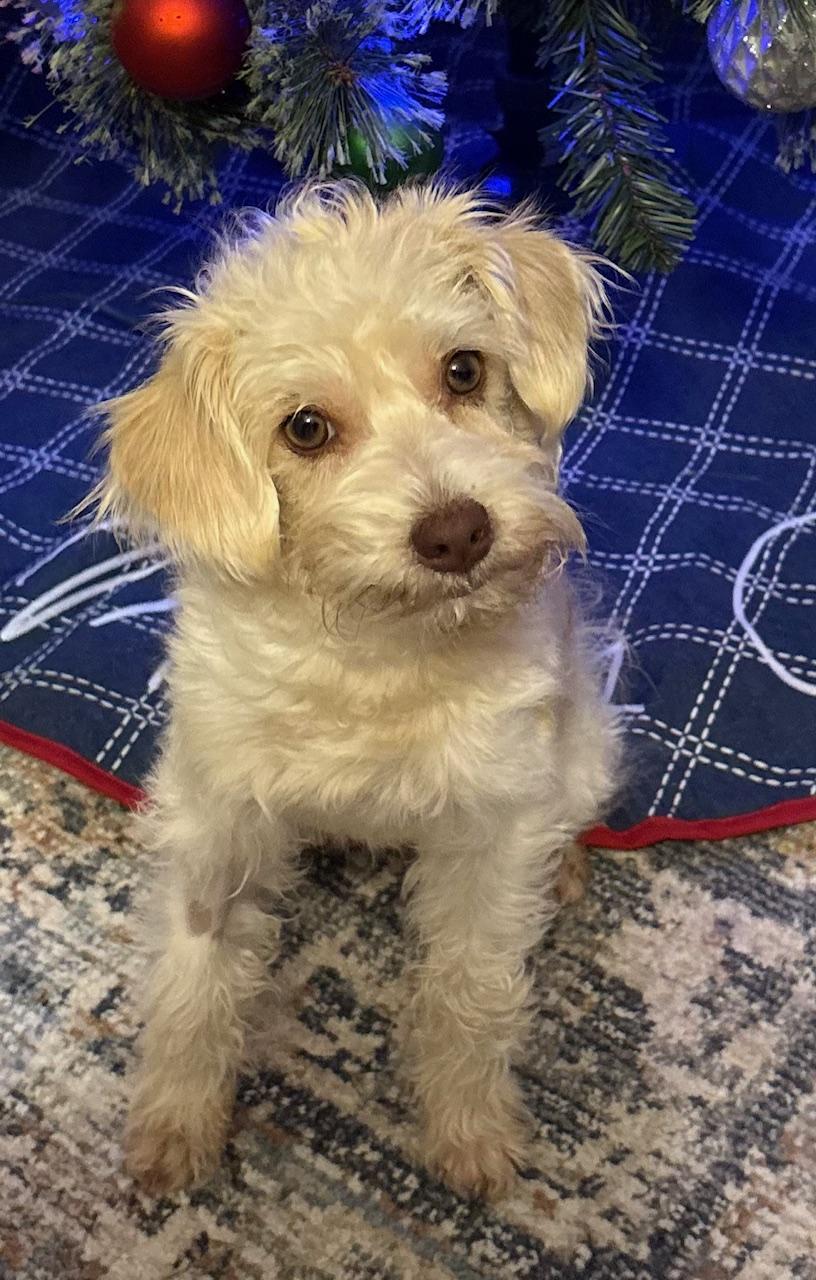 Petey, a Adoptable mixed breed in Atlanta, GA image 2/5