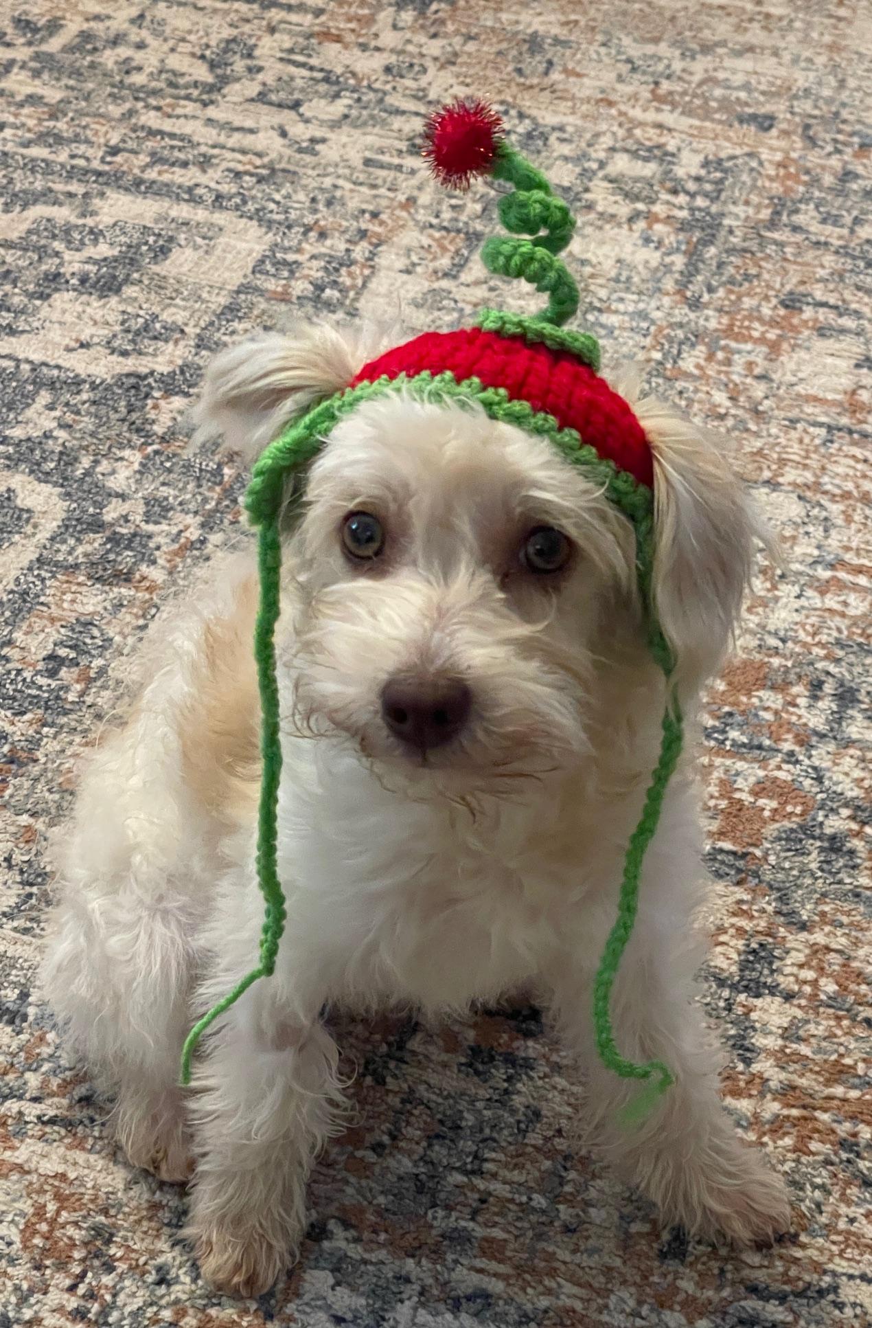 Petey, a Adoptable mixed breed in Atlanta, GA image 3/5