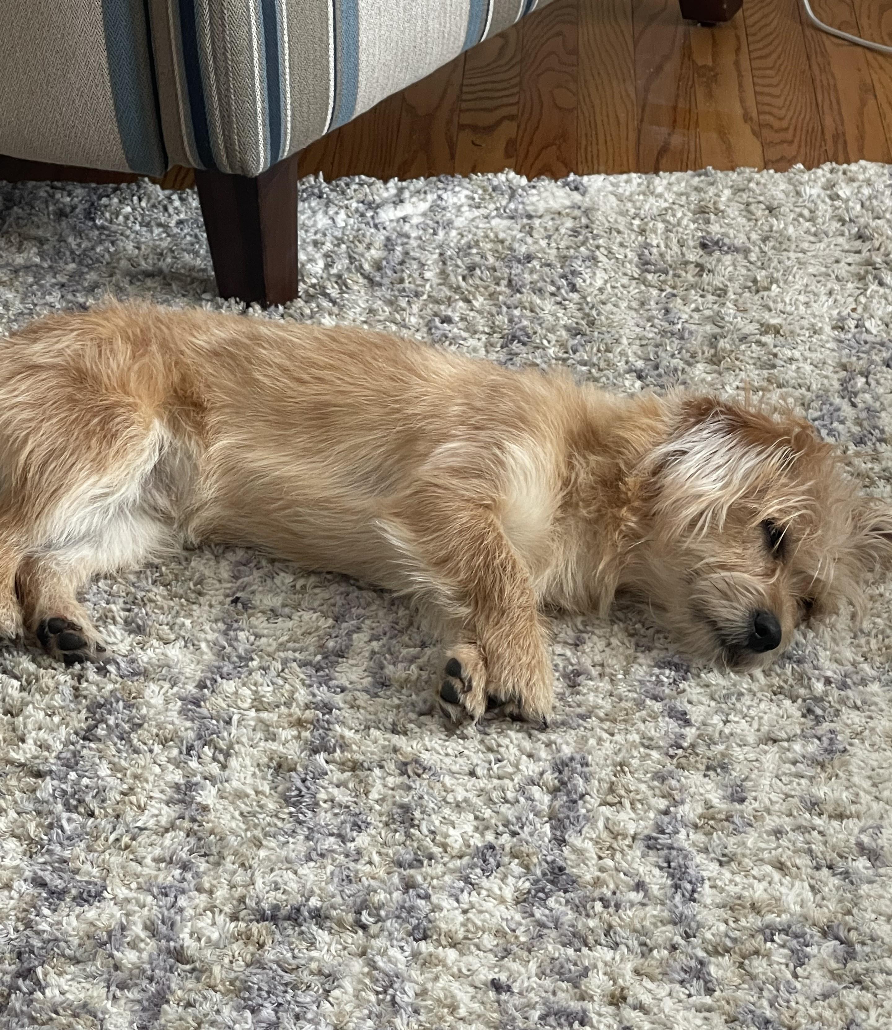 Enlarge Tobie, an adopted mixed breed in Abington, PA image 3/4