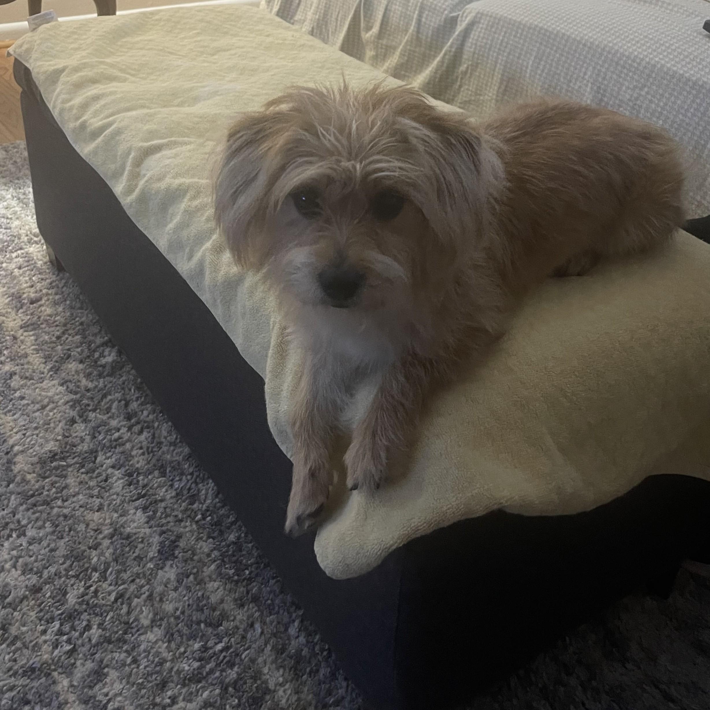 Enlarge Tobie, an adopted mixed breed in Abington, PA image 2/4