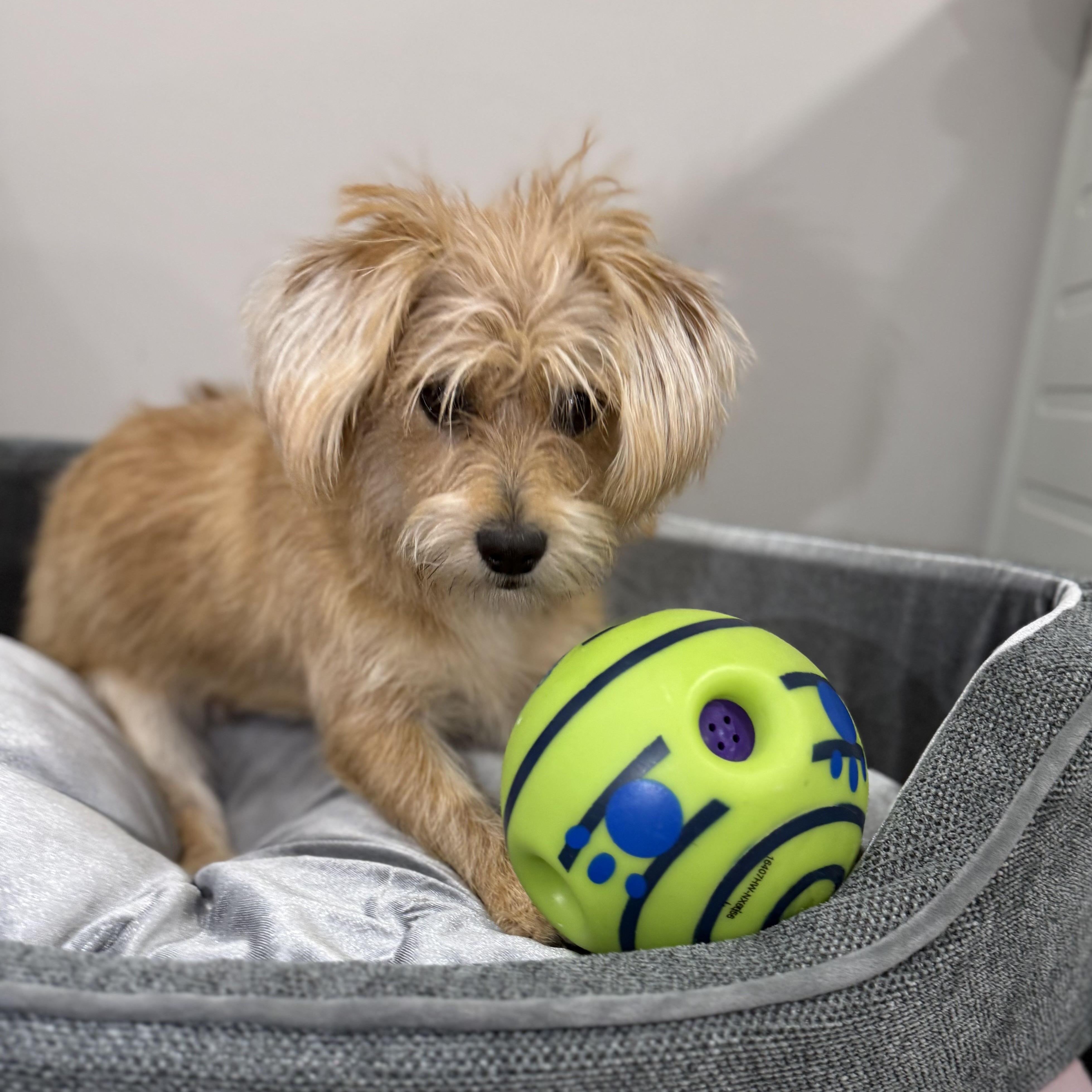 Enlarge Tobie, an adopted mixed breed in Abington, PA image 4/4